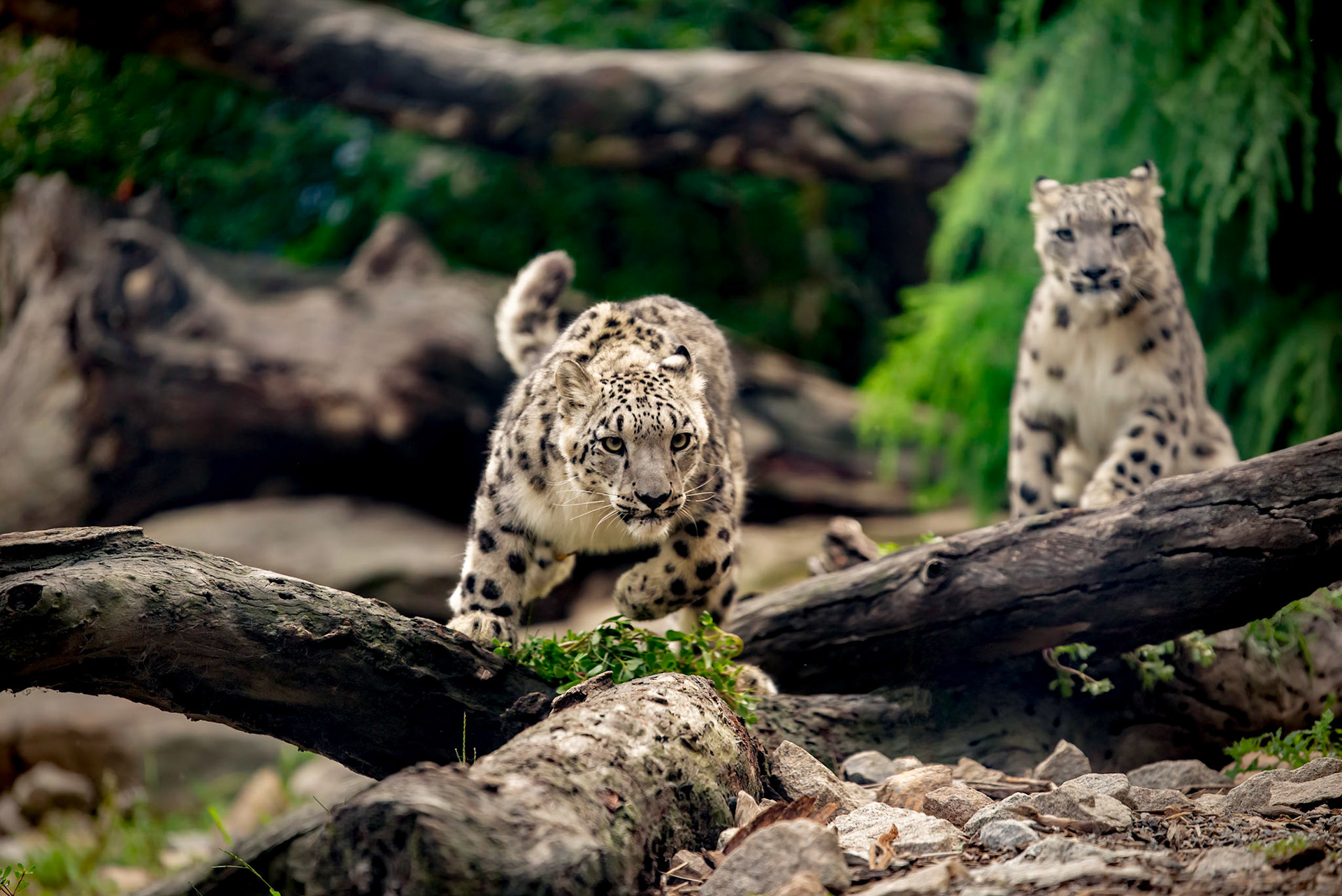 Snow Leopard - Melbourne Zoo