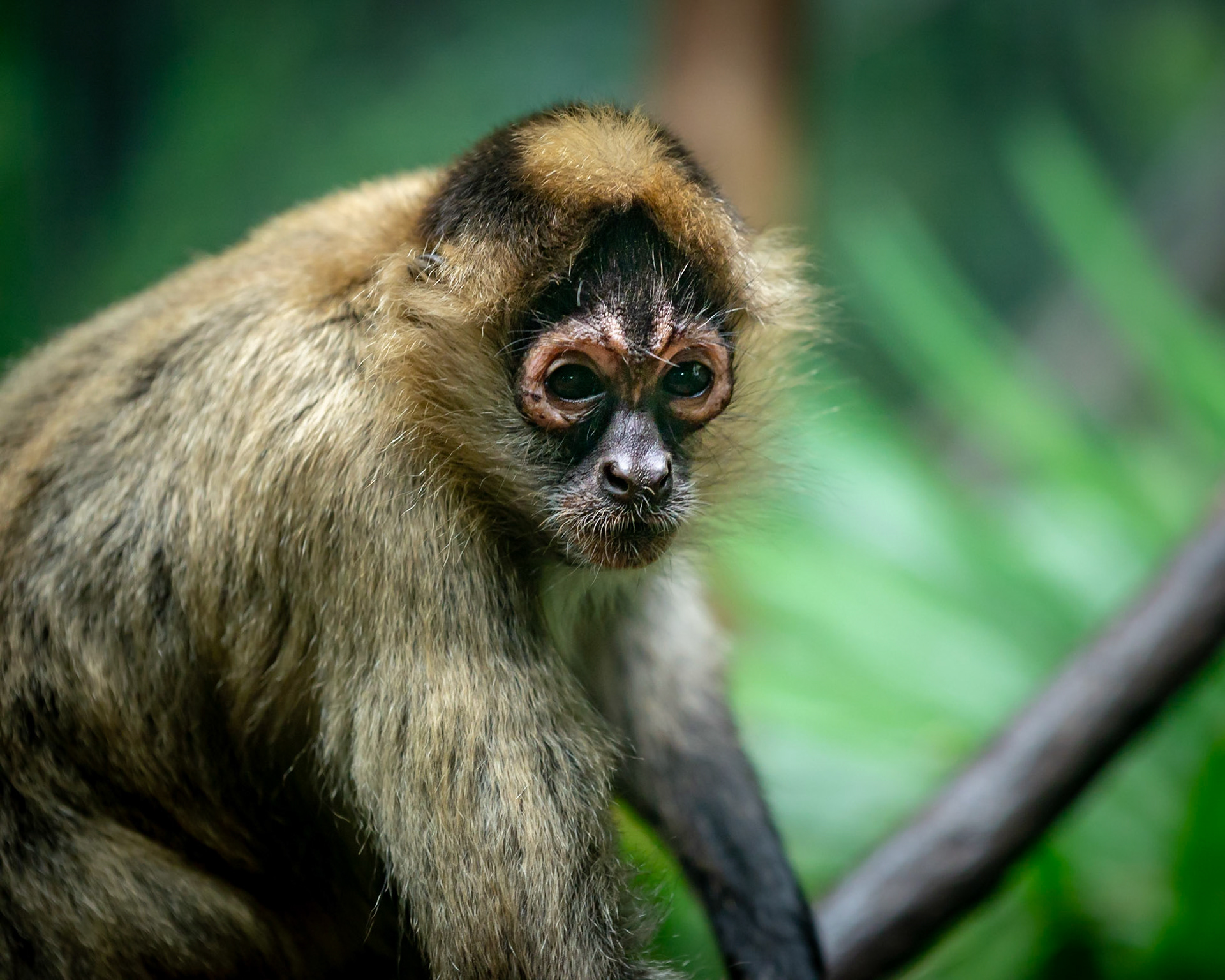 Spider Monkey - Melbourne Zoo