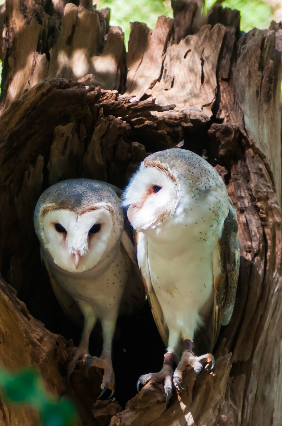 Masked Owl - Healsville Sanctuary