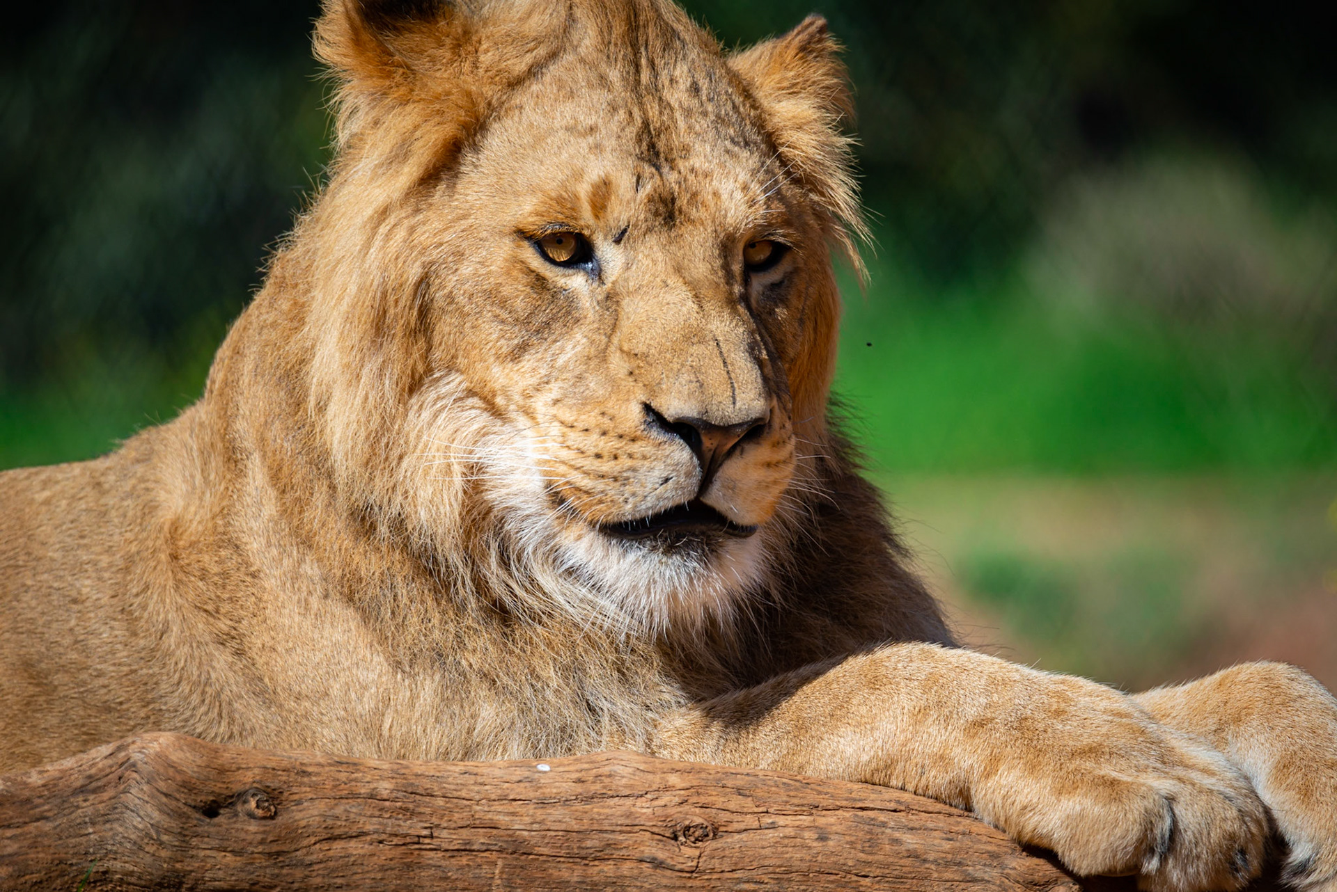 Lion - Weribee Open Range Zoo