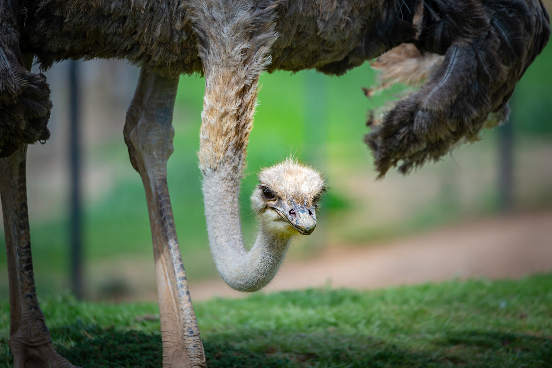 Ostrich - Werribee Open Range Zoo