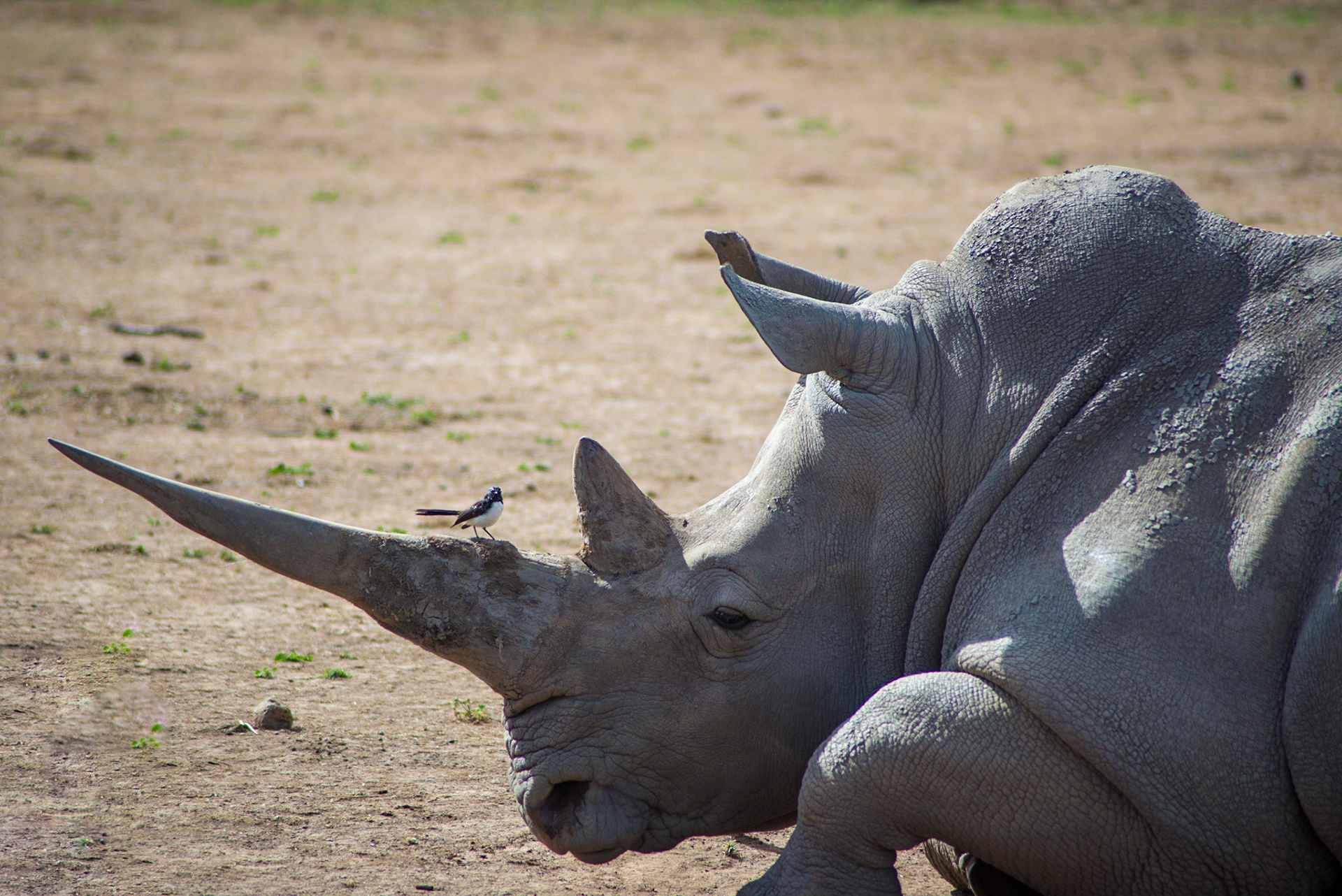 Southern White Rhinoceros - Werribee Open Range Zoo