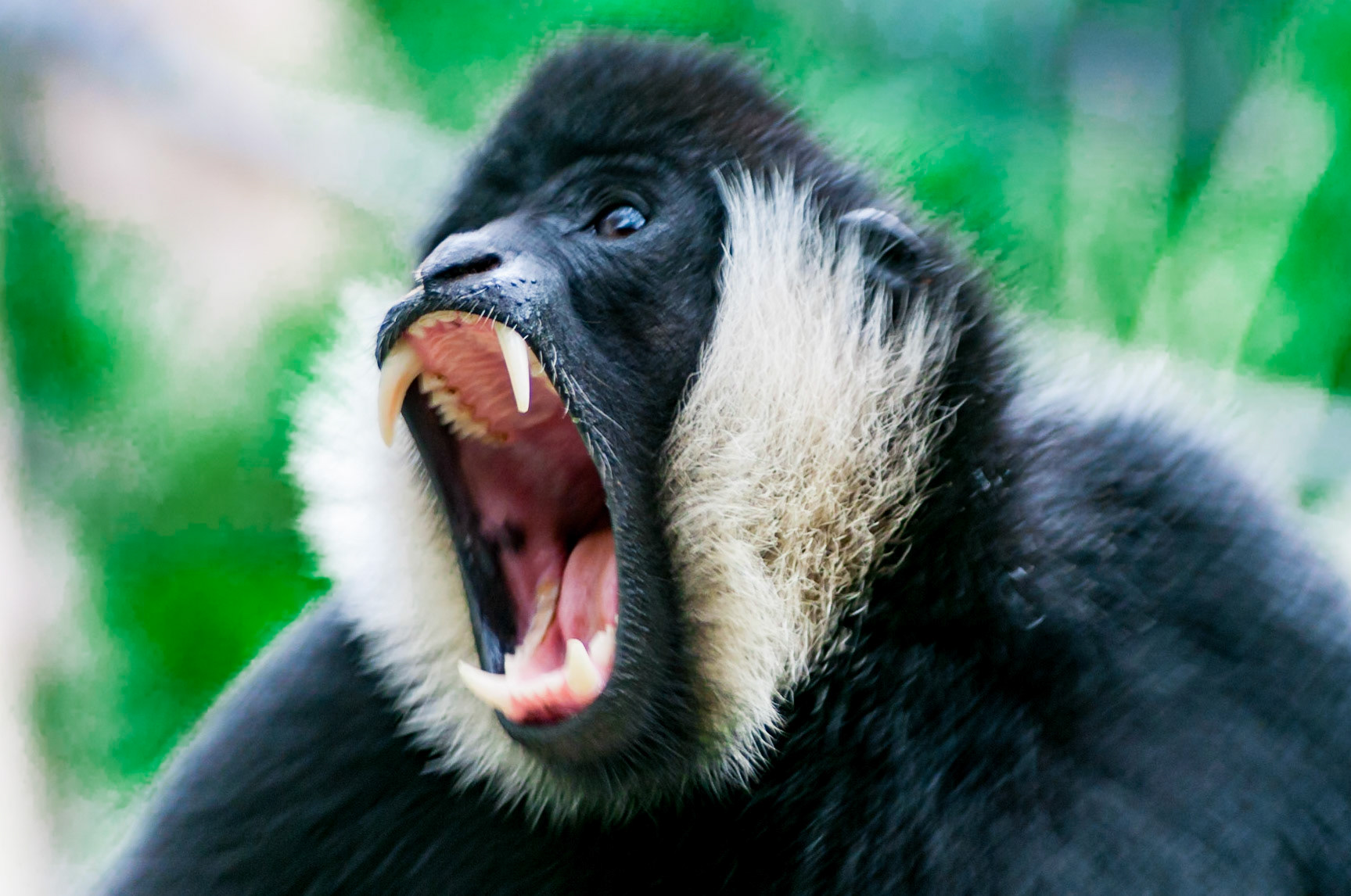 White Cheeked Gibbon - Melbourne Zoo