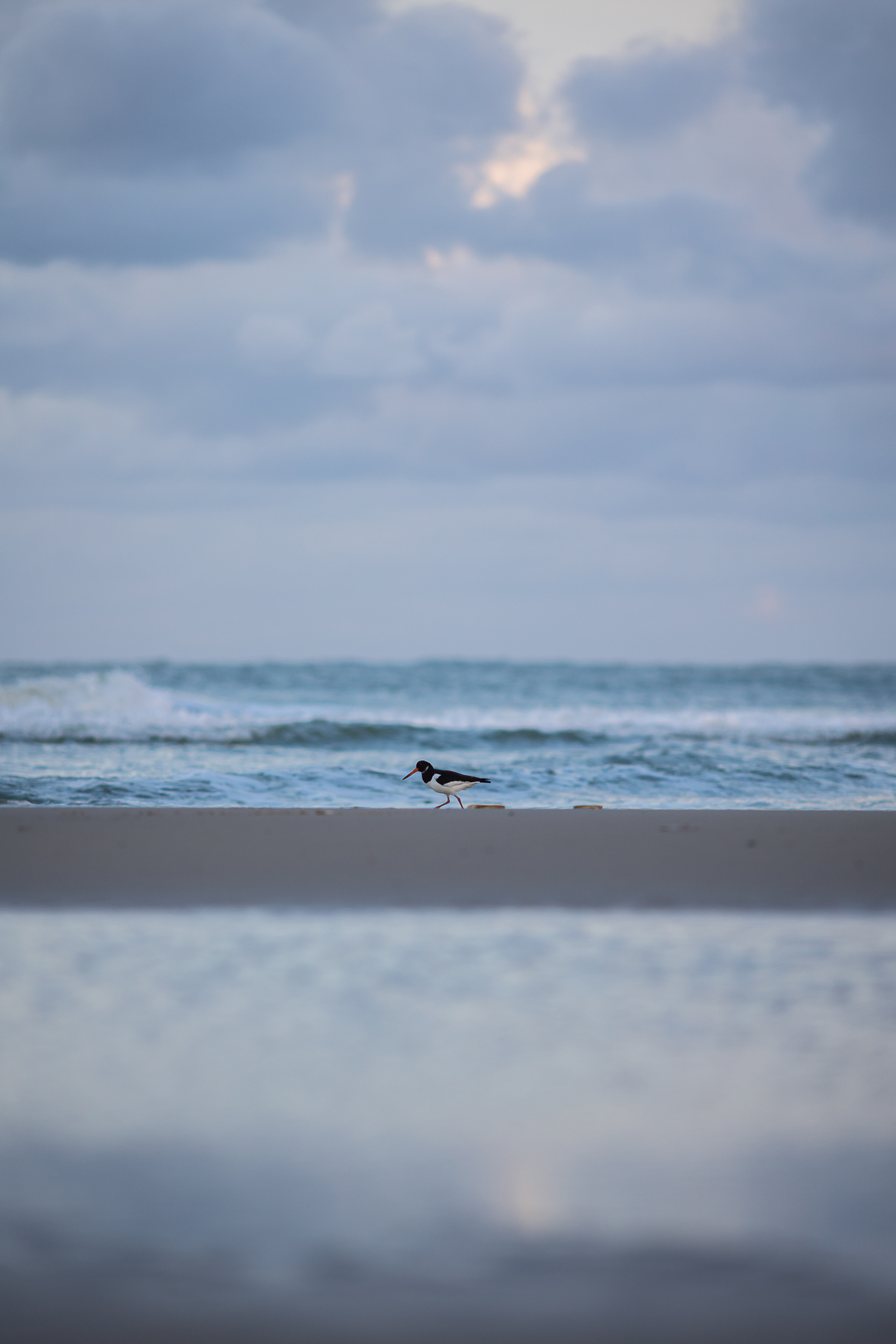 Scholekster @ Vlieland