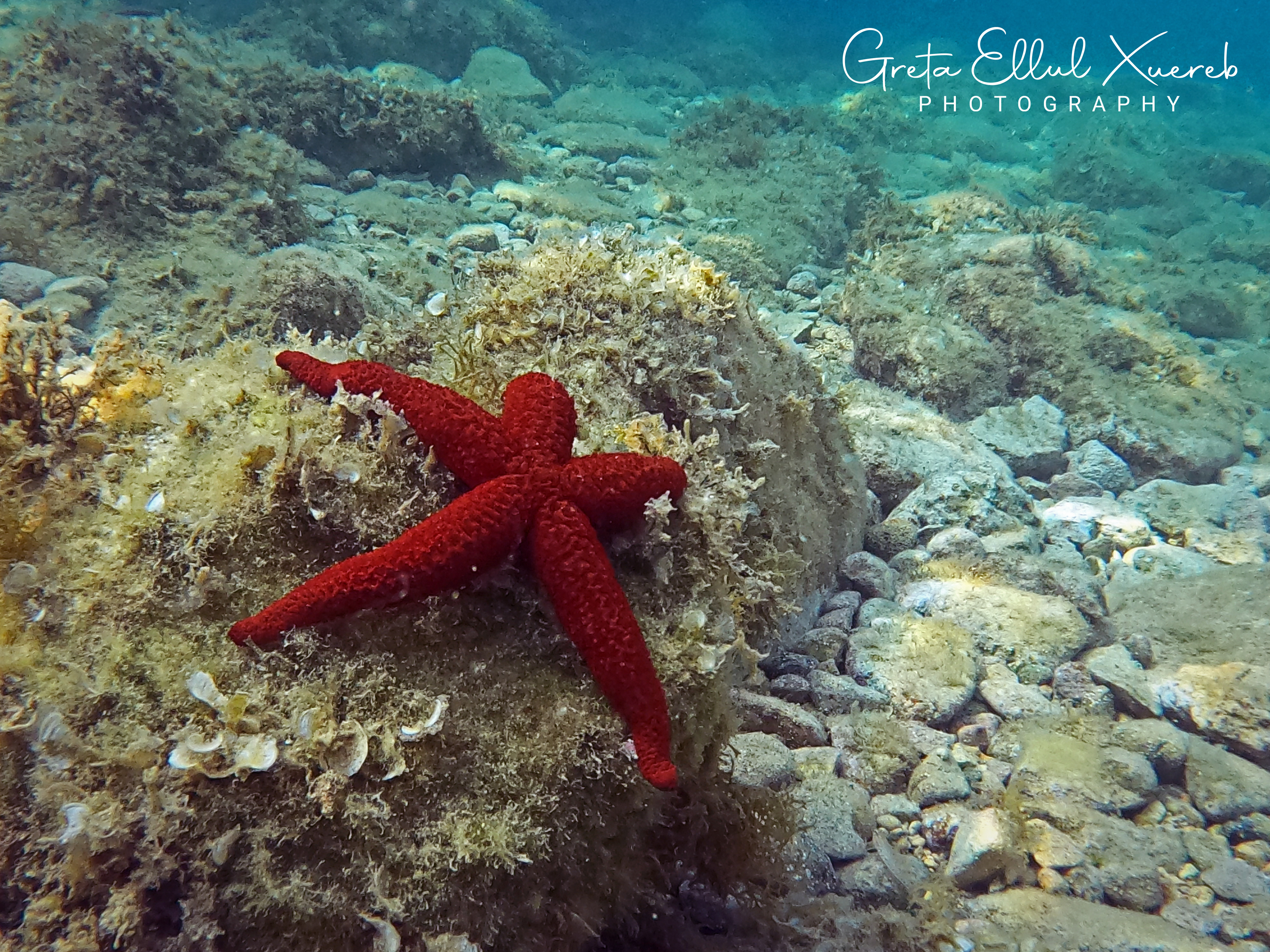 Starfish