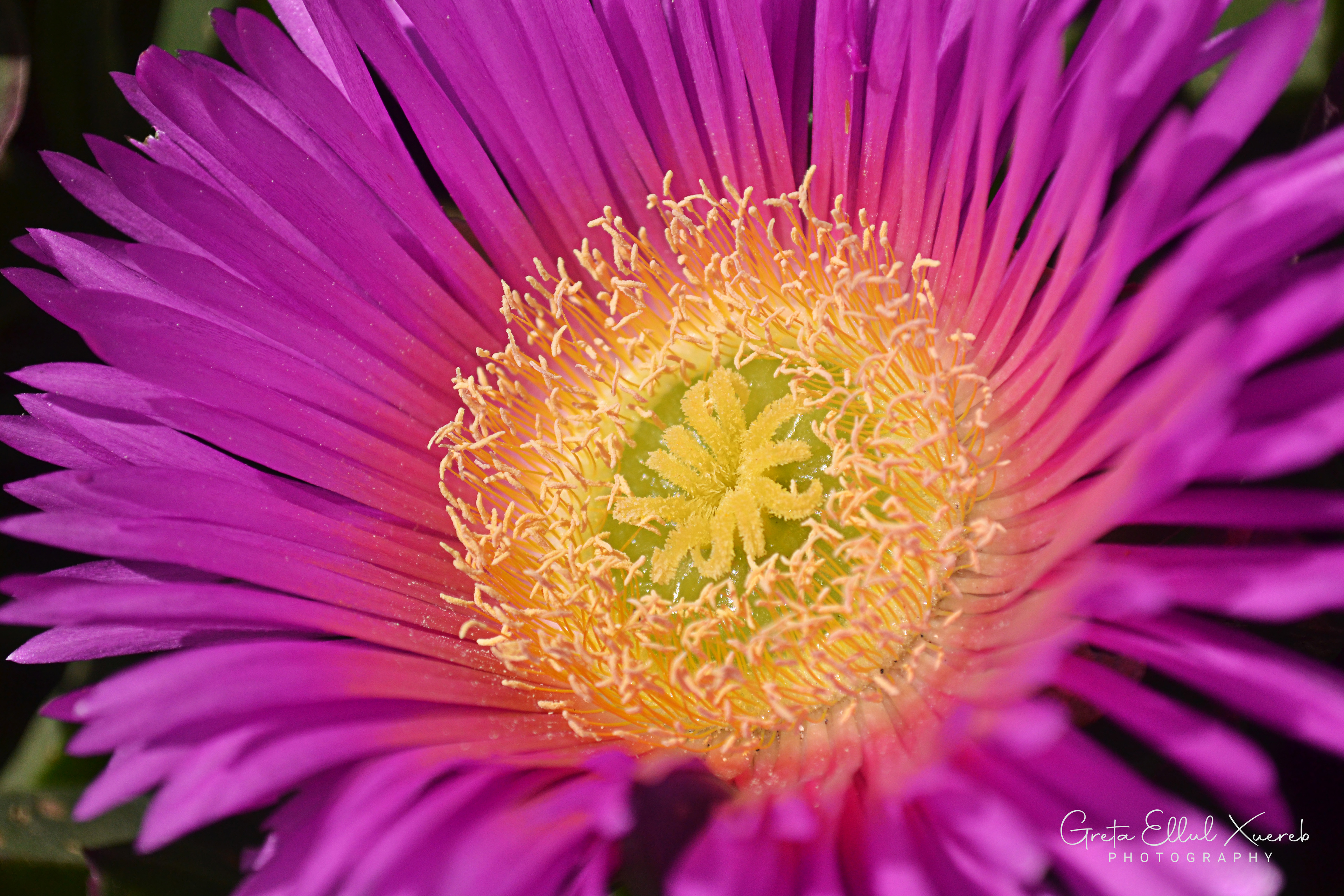 Pink Bloom