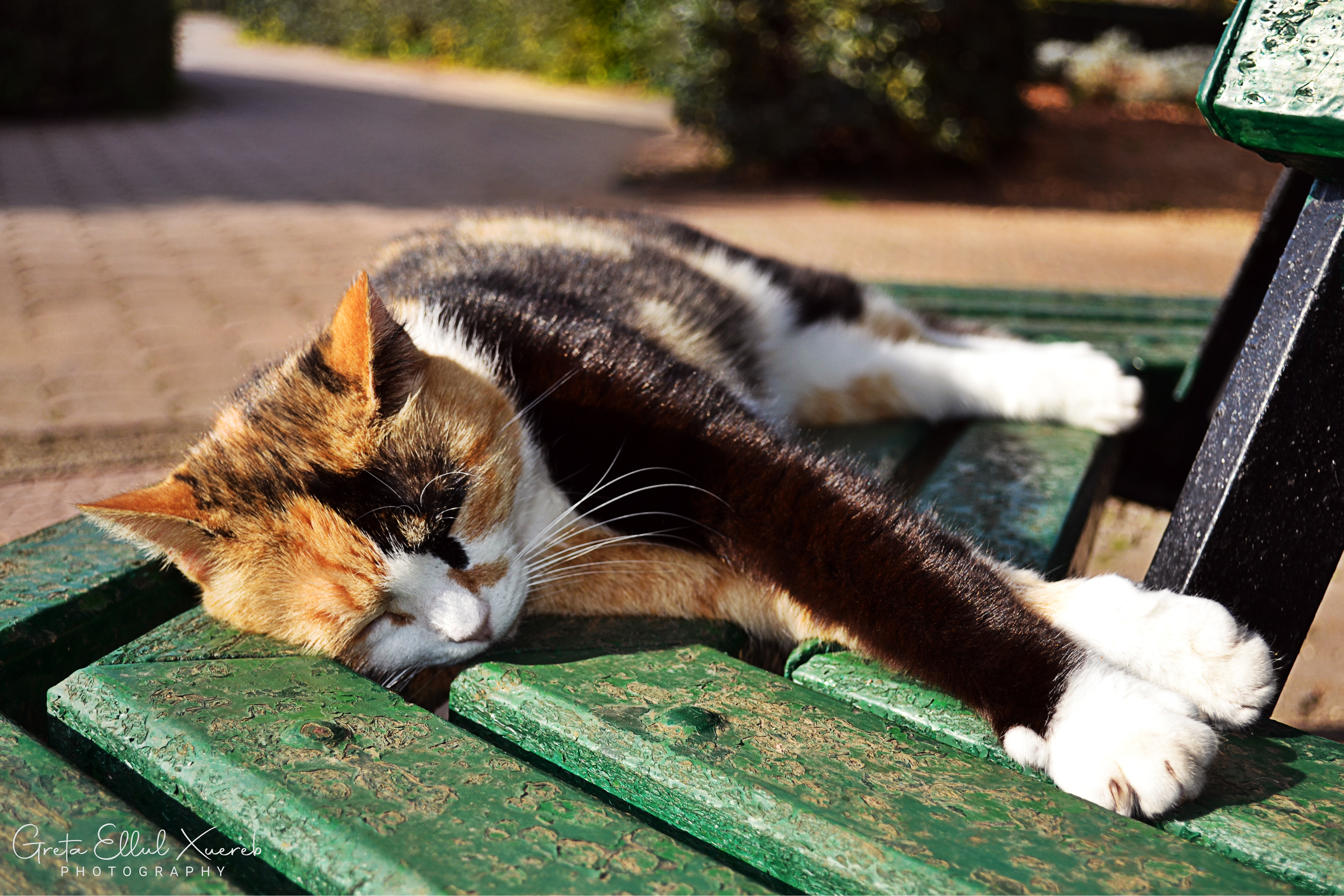 Sleepy Kitty