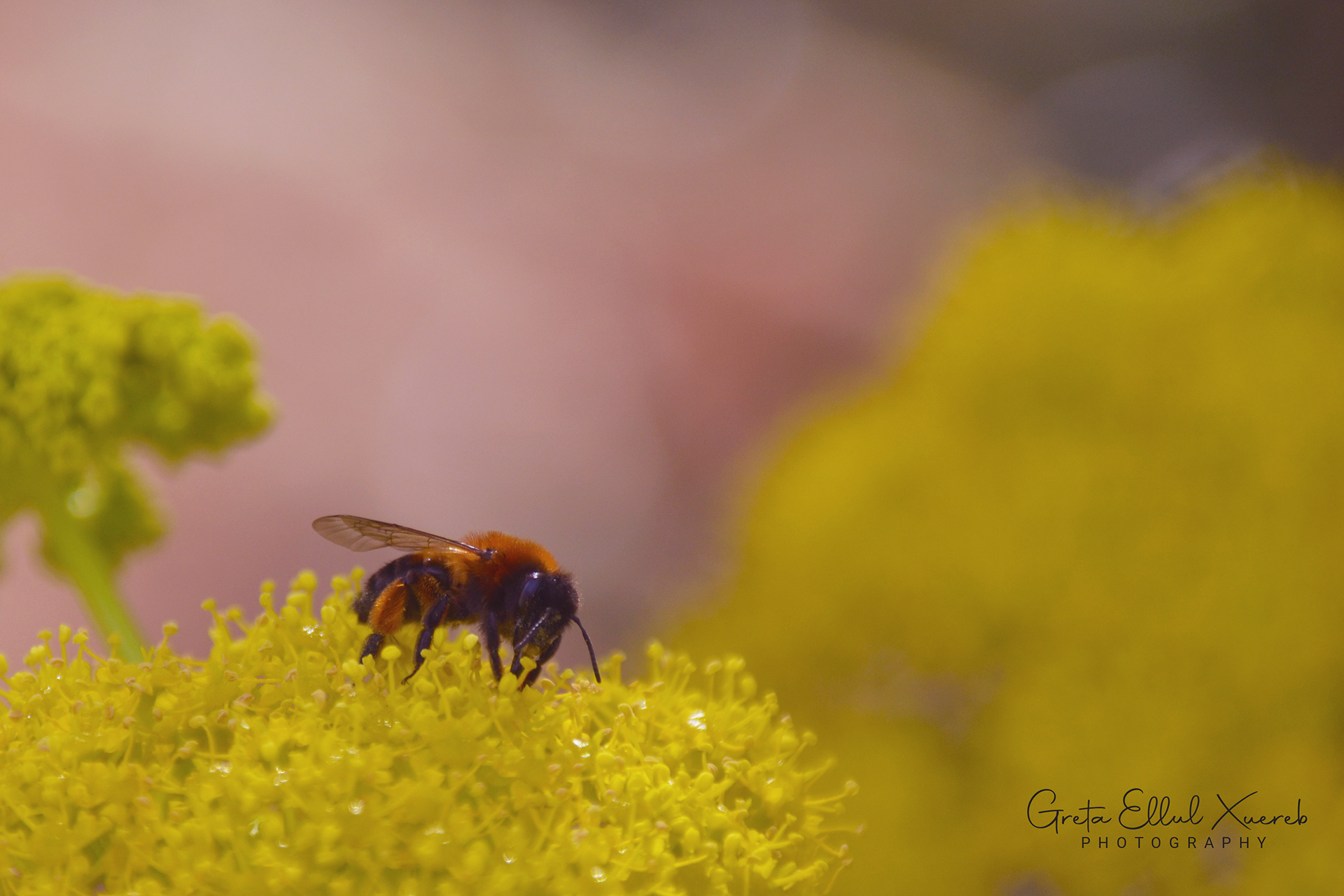 Bee