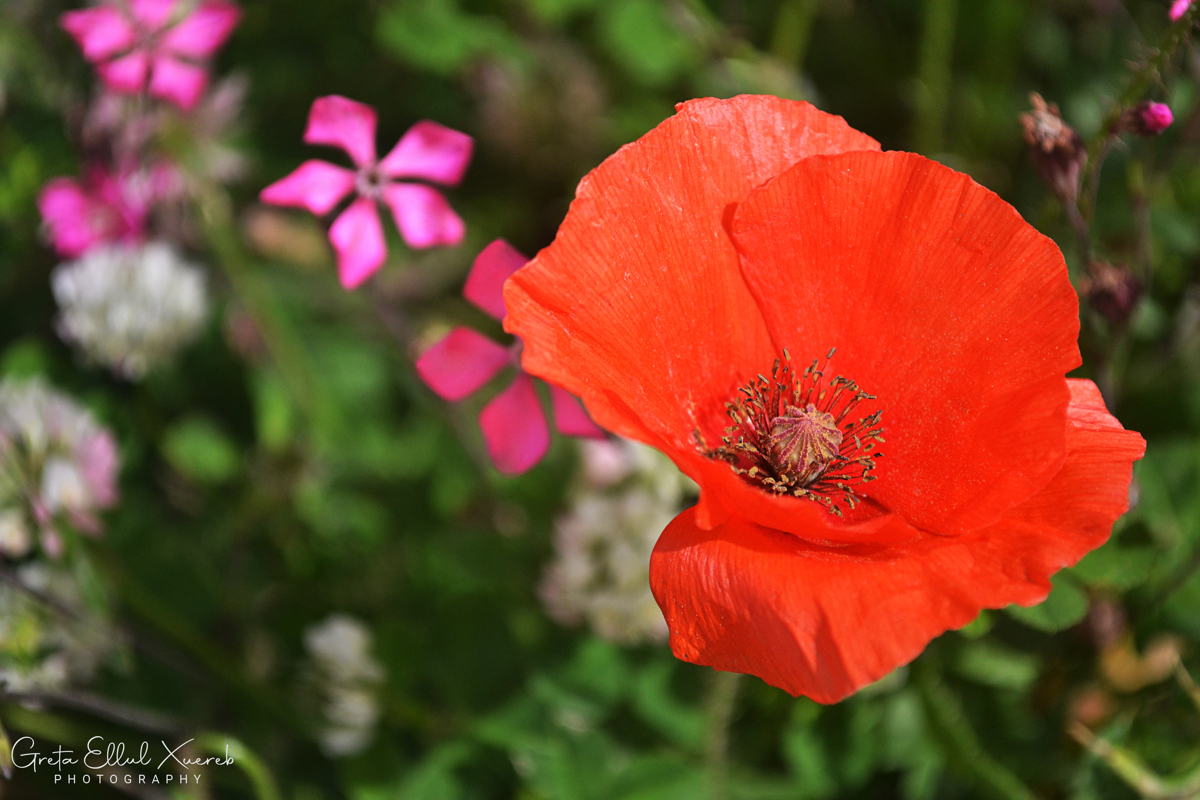 Poppy