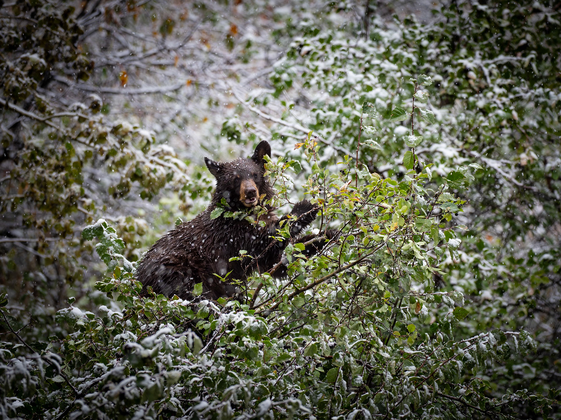 Yellowstone National Park