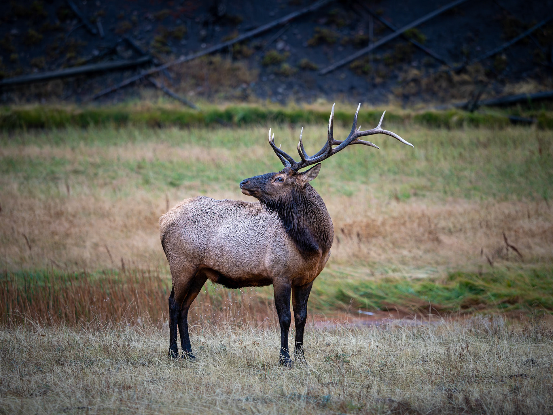 Yellowstone National Park