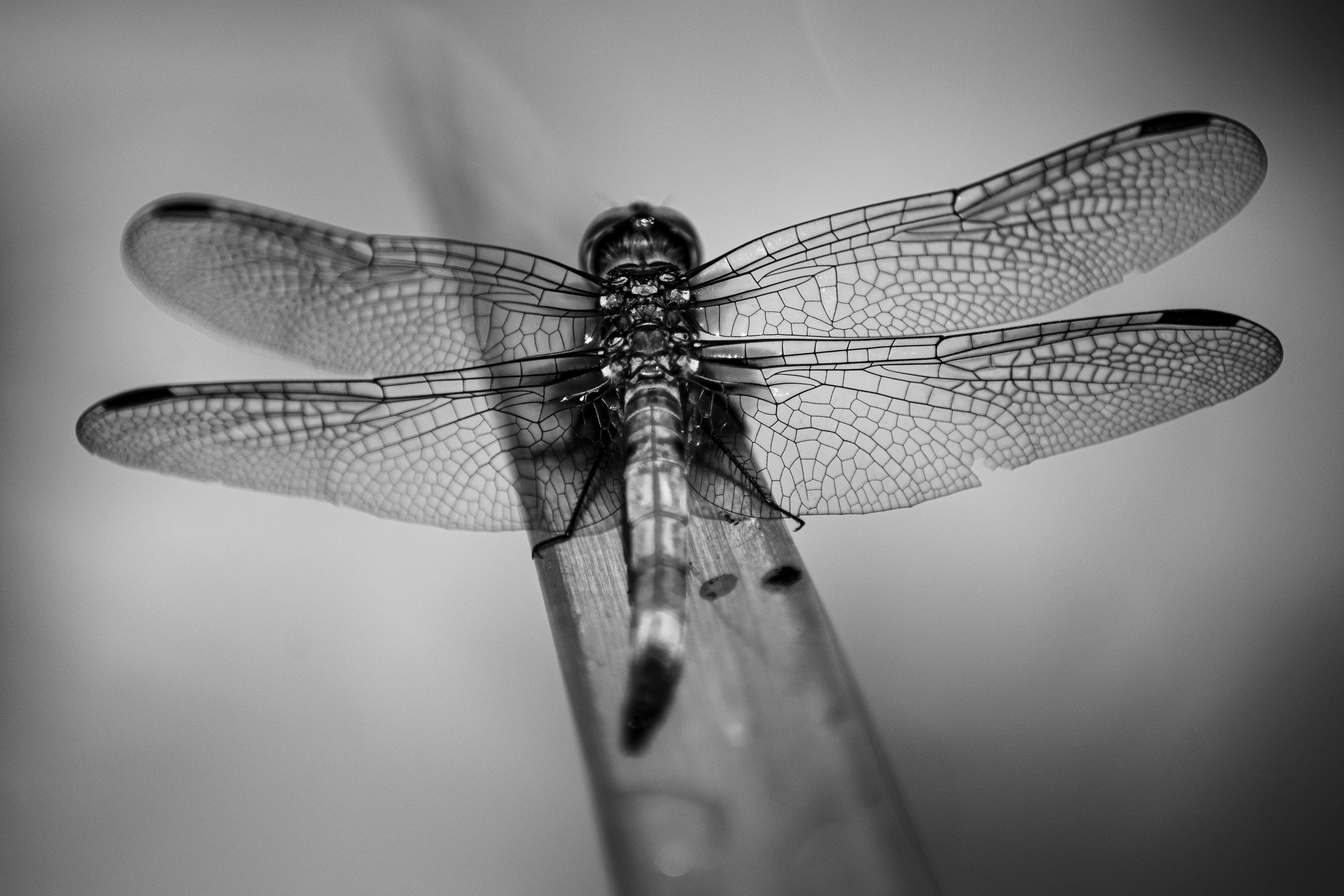 ©Emily Ann Schopfer | Series 'The Messenger'