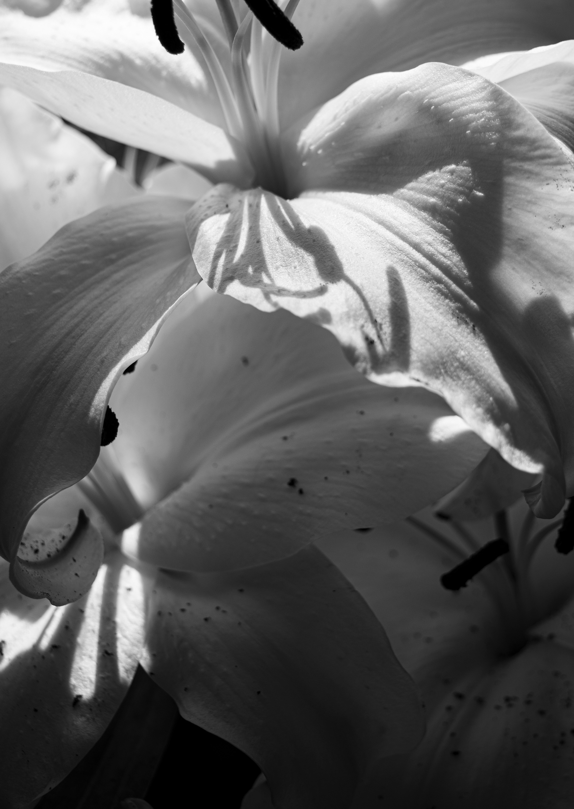 ©Emily Ann Schopfer | Lover