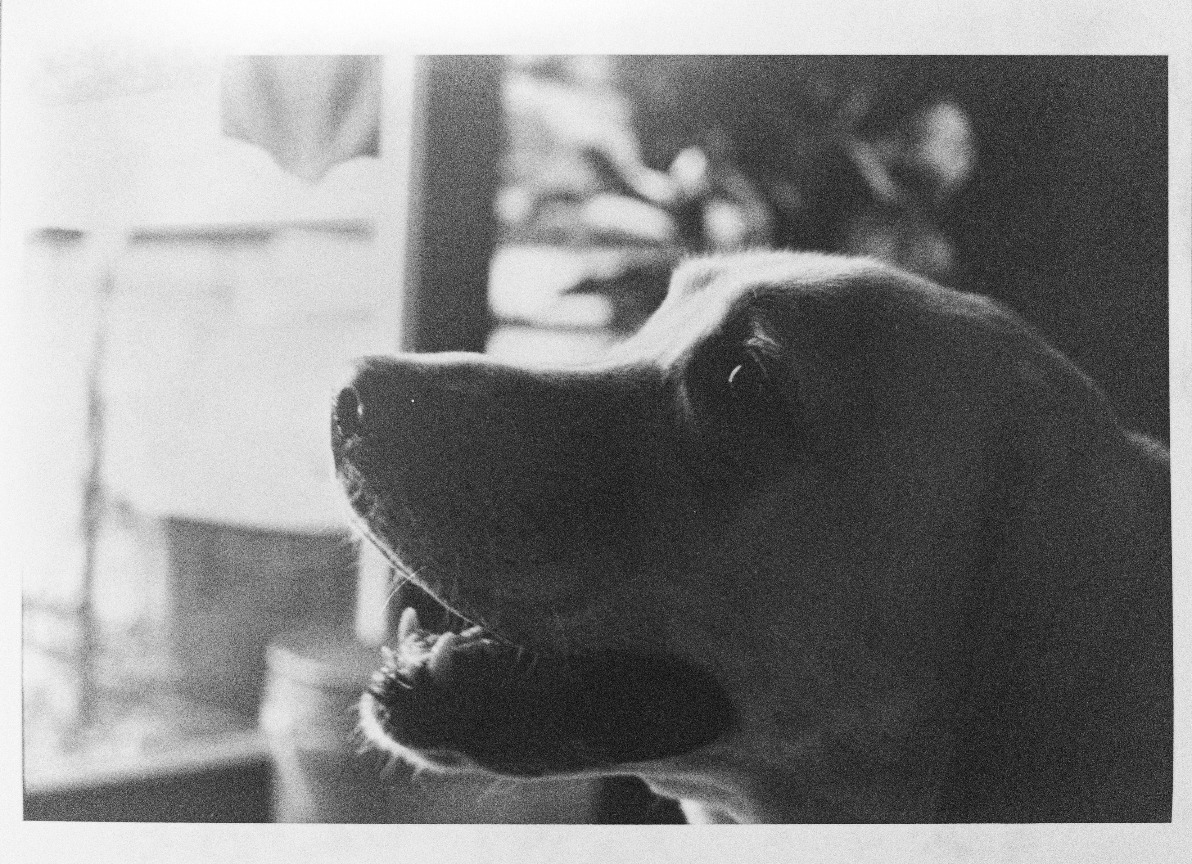 ©Emily Ann Schopfer | 35mm B&W Film "Rocco"