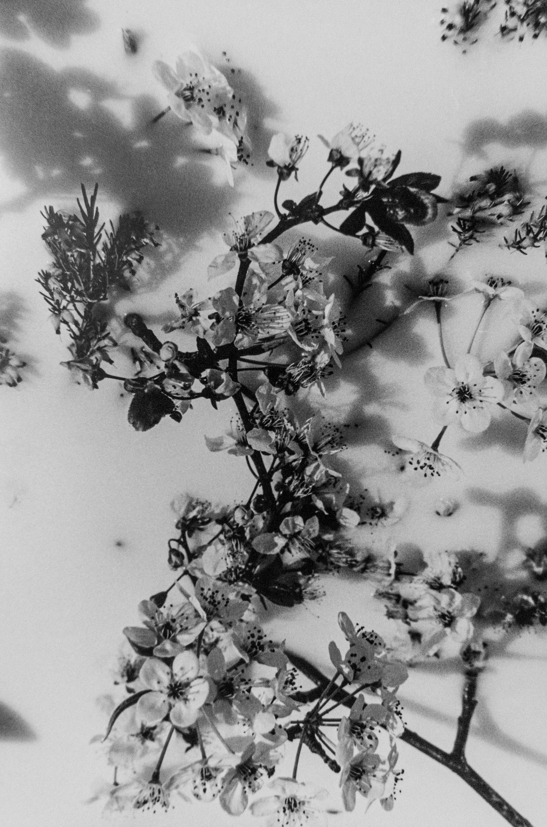 ©Emily Ann Schopfer | 35mm B&W Film | Series "Florals"
