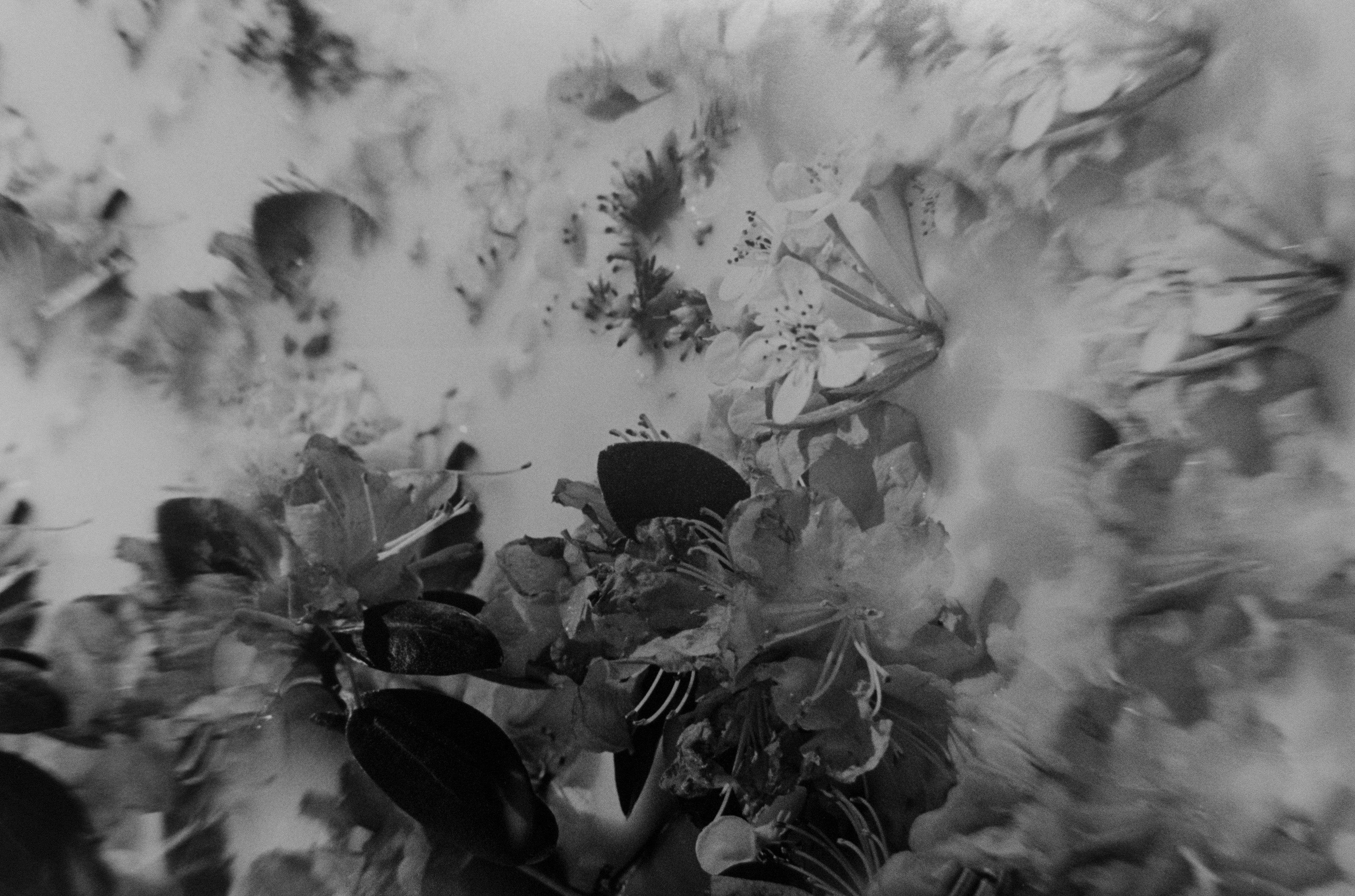 ©Emily Ann Schopfer | 35mm B&W Film | Series "Florals"