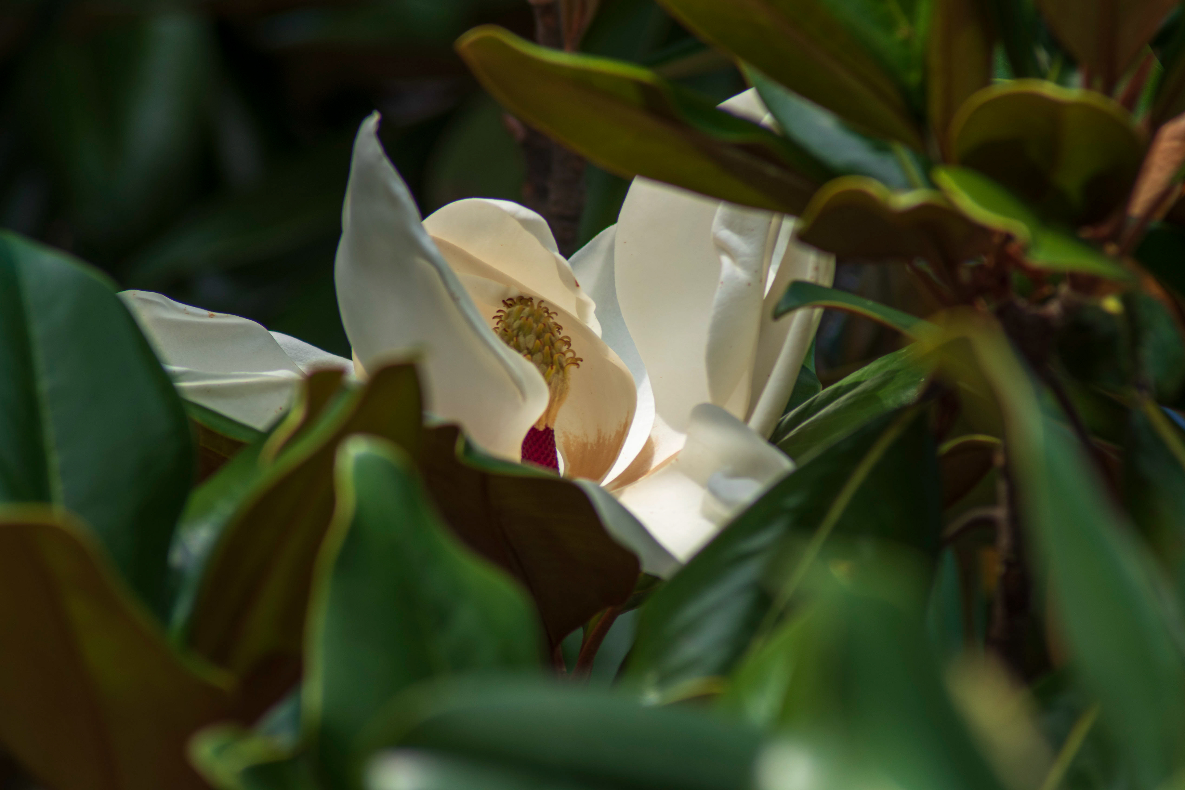 ©Emily Ann Schopfer | Home