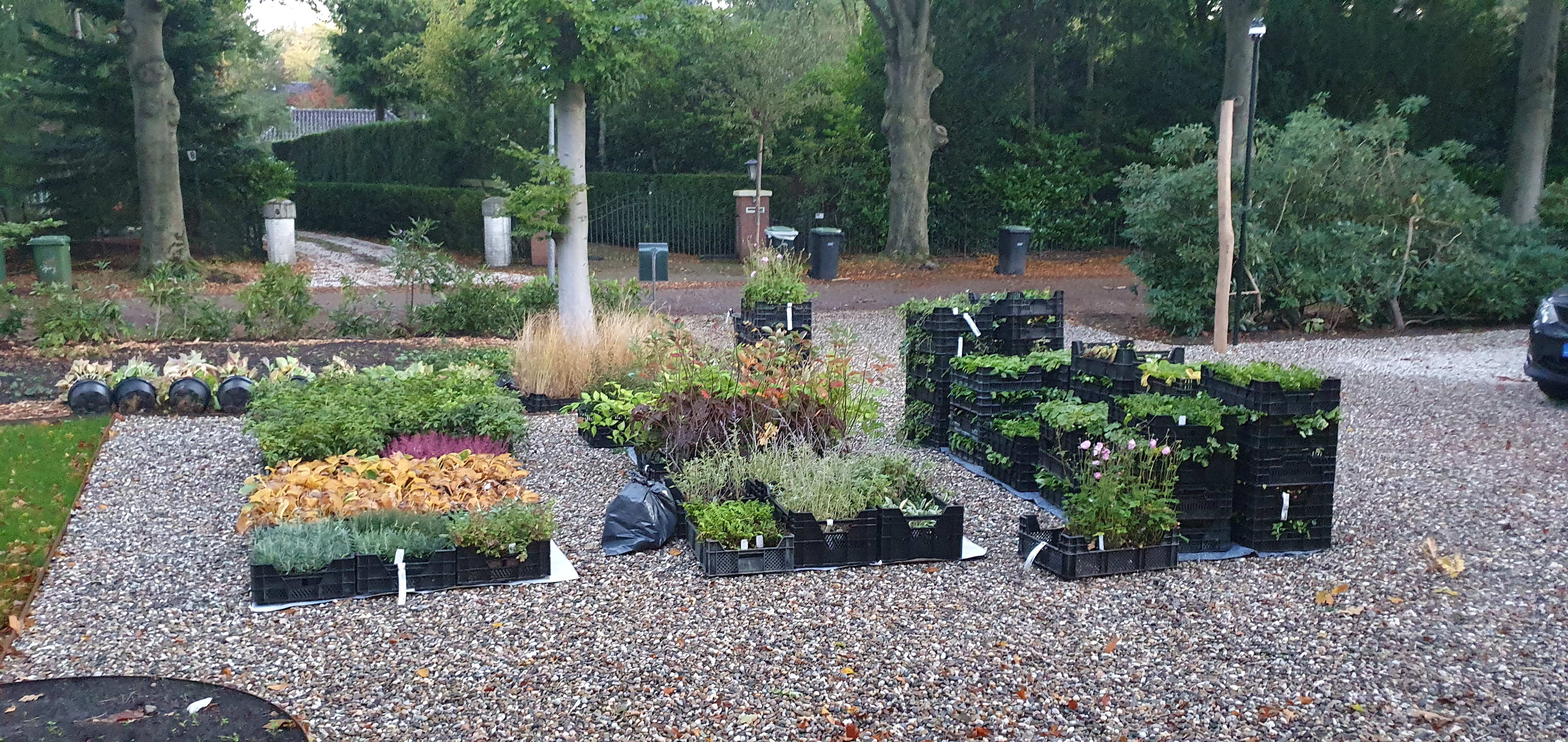 losse planten - herfst 2020