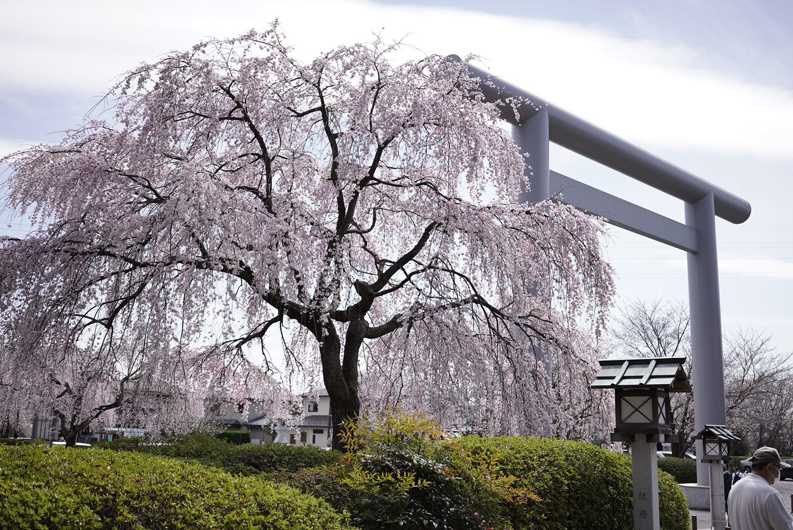 千葉/櫻木神社