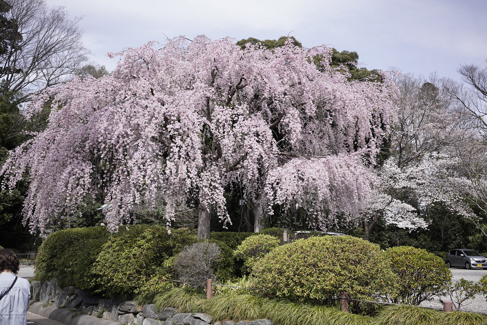 千葉/櫻木神社