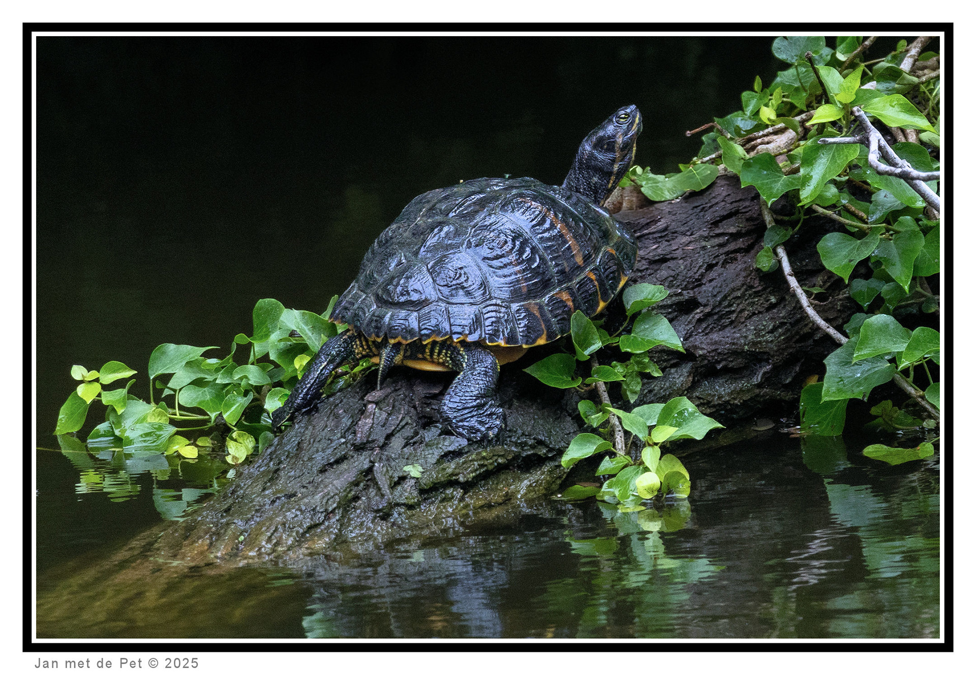 Geelbuikschildpad - 29 mei 2025
