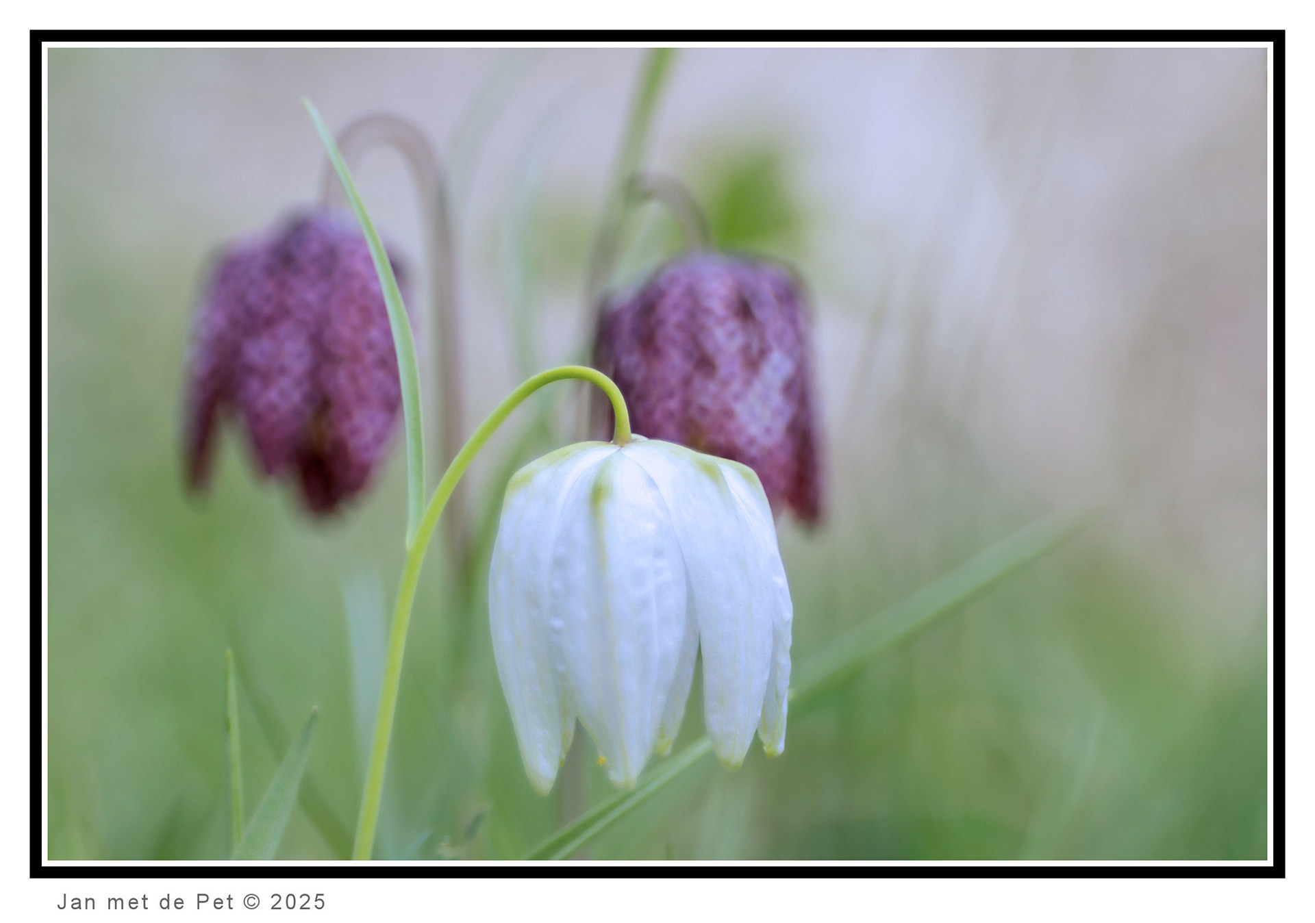 Wilde Kievitsbloem - 15 april 2025