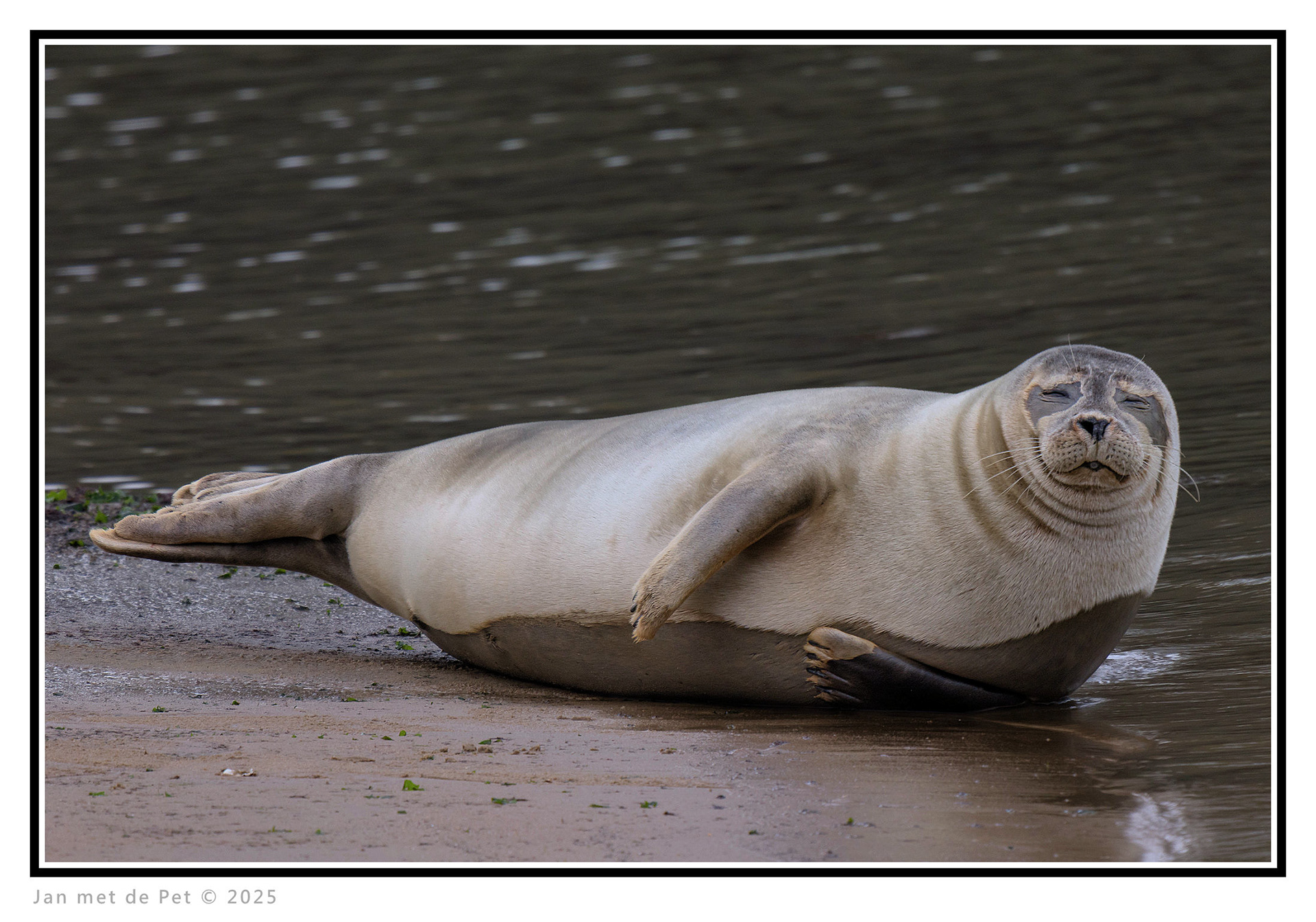 Gewone Zeehond - 4 Januari 2025