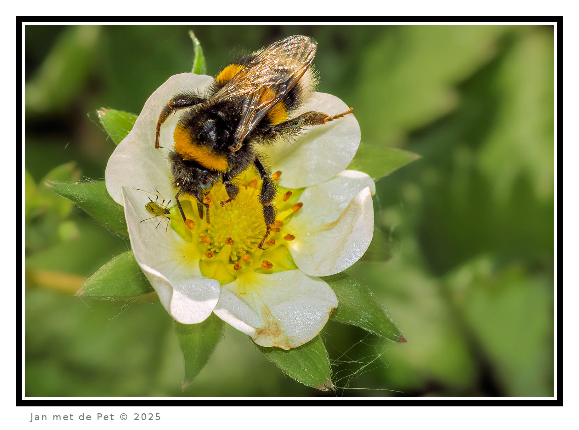 Bladluis en Hommel - 4 juni 2025