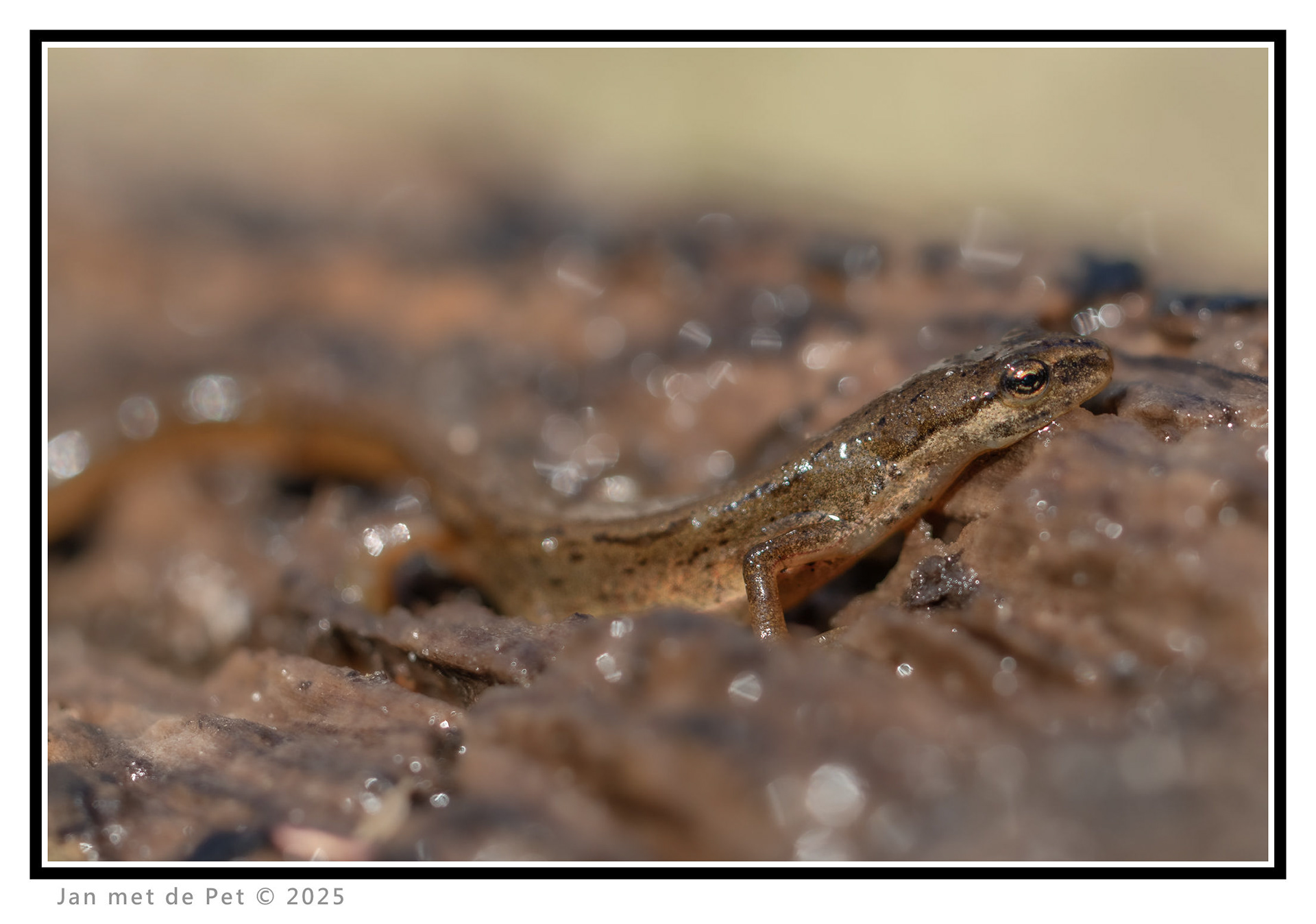 Kleine Watersalamander - 2 april 2025