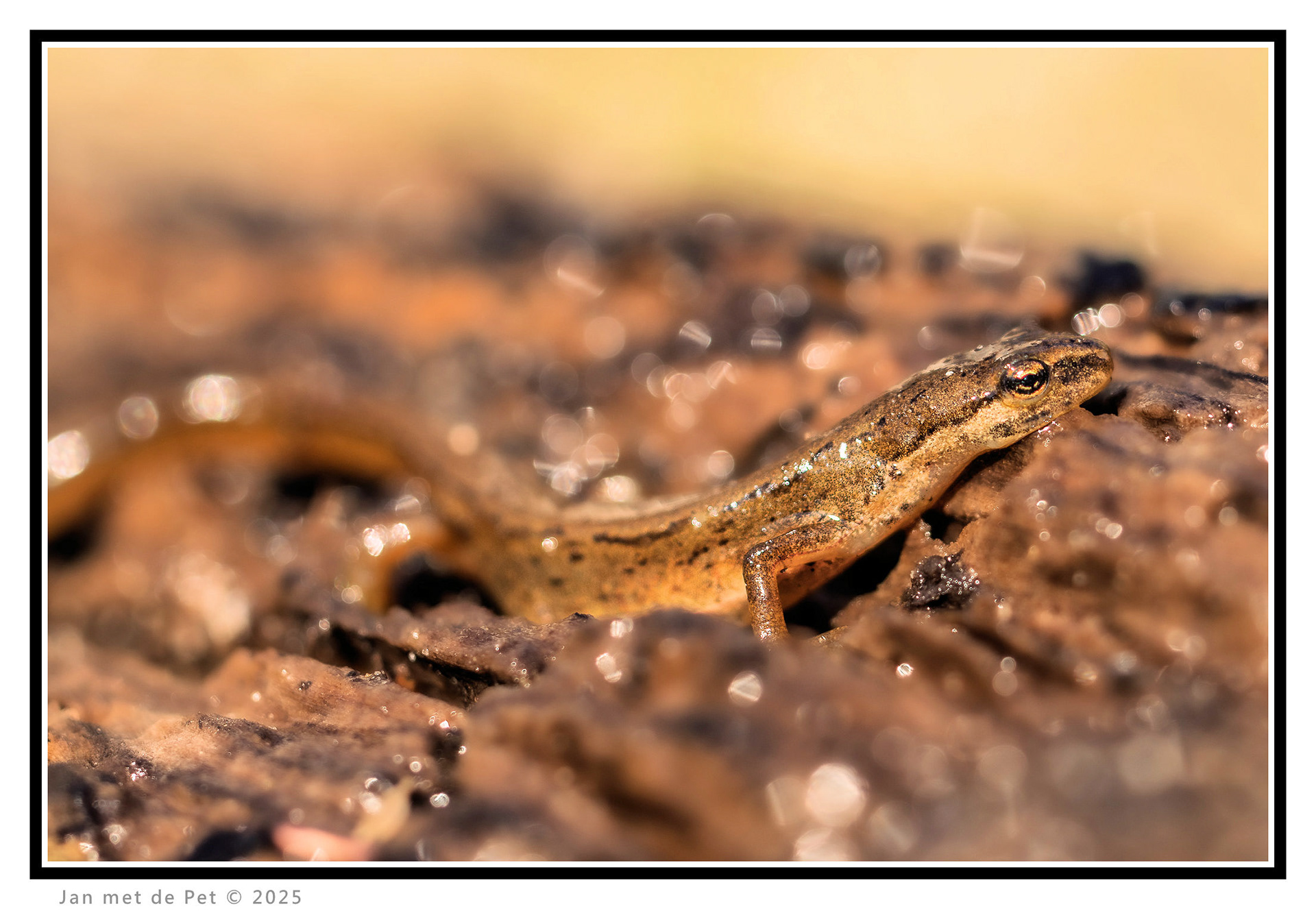 Kleine Watersalamander - 2 april 2025