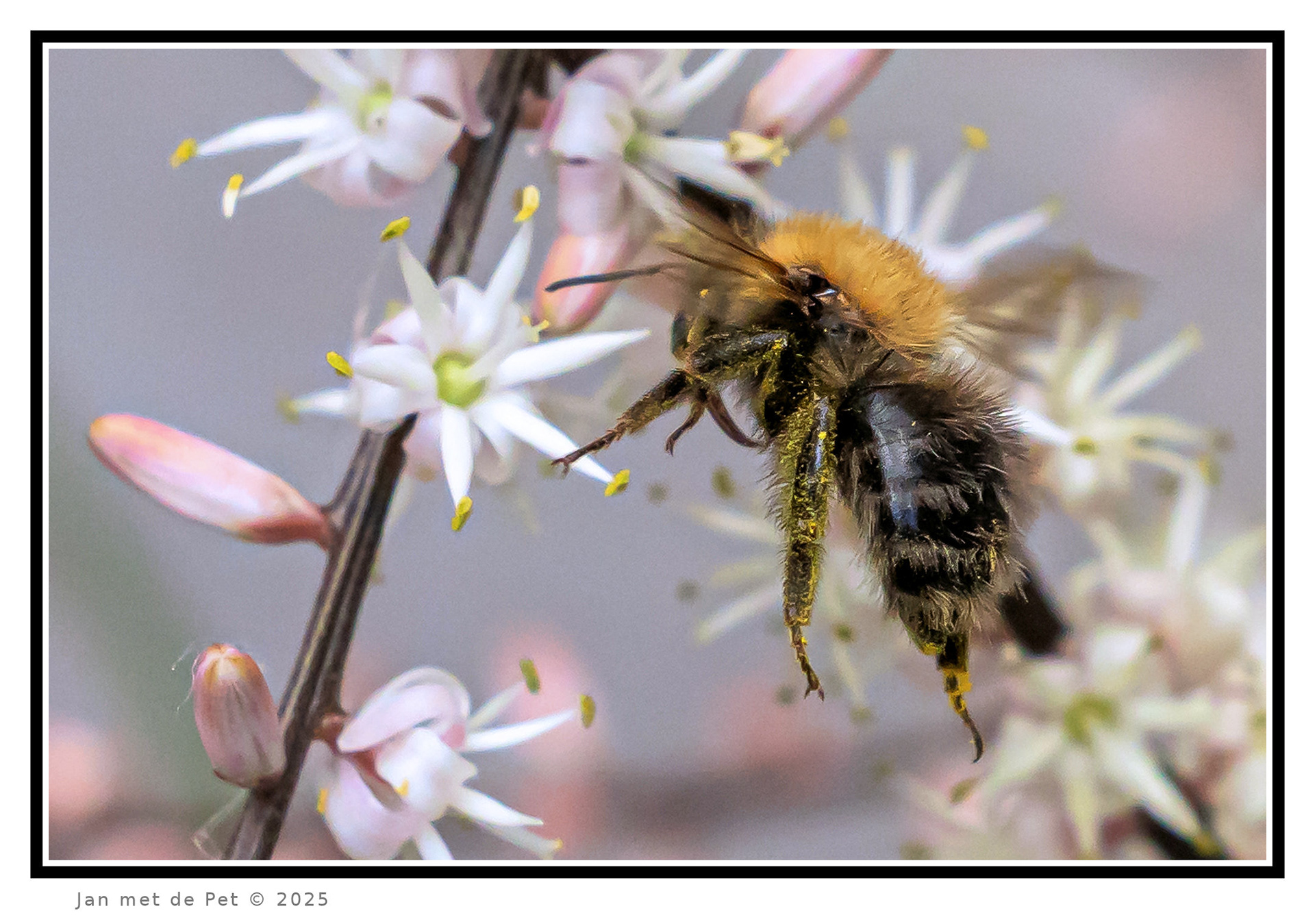Hommel - 6 juni 2025