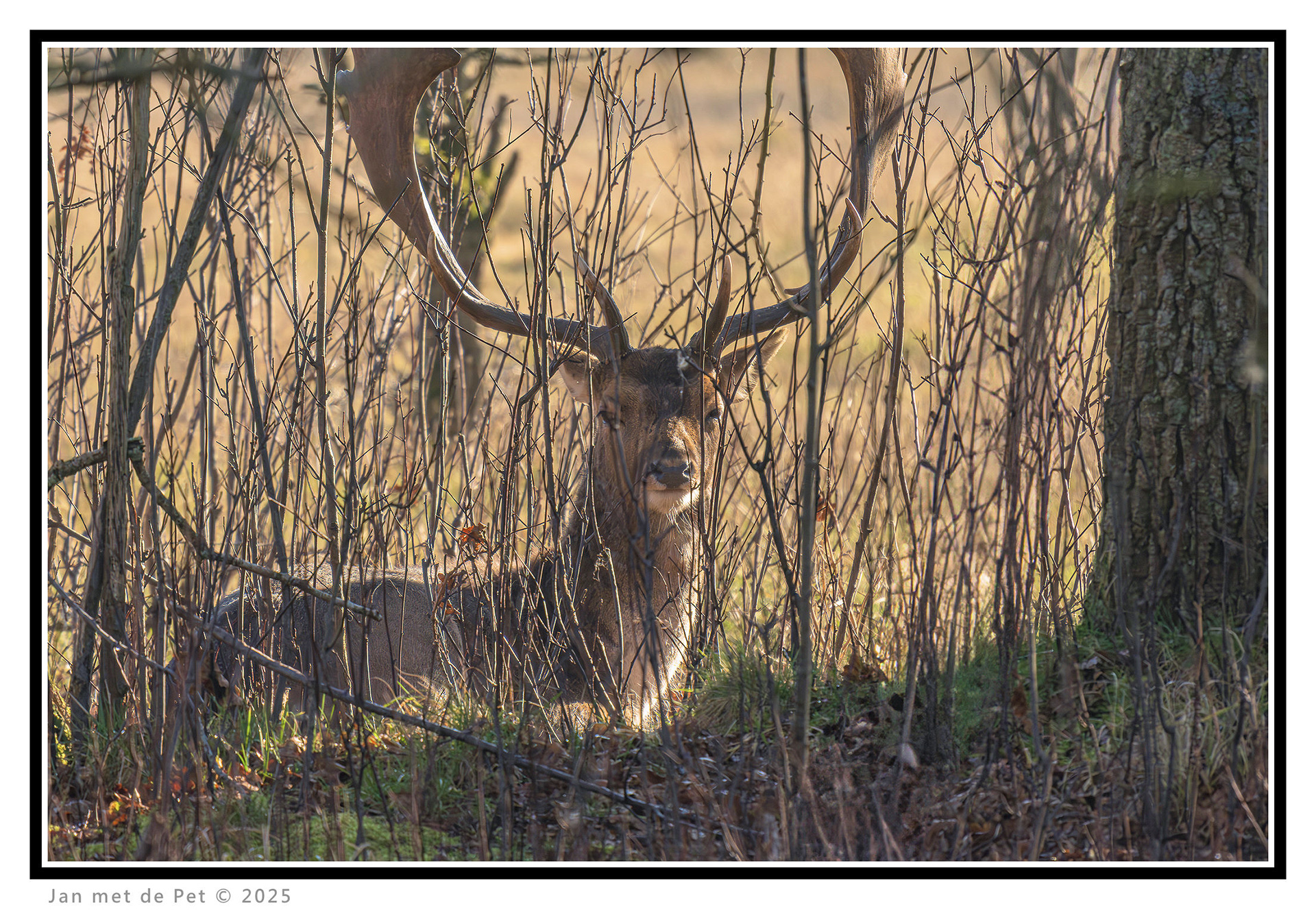 Damhert - 3 februari 2025