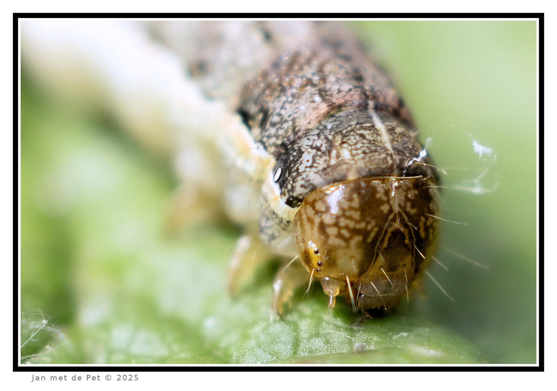 Rups onbekend - 19 juni 2025