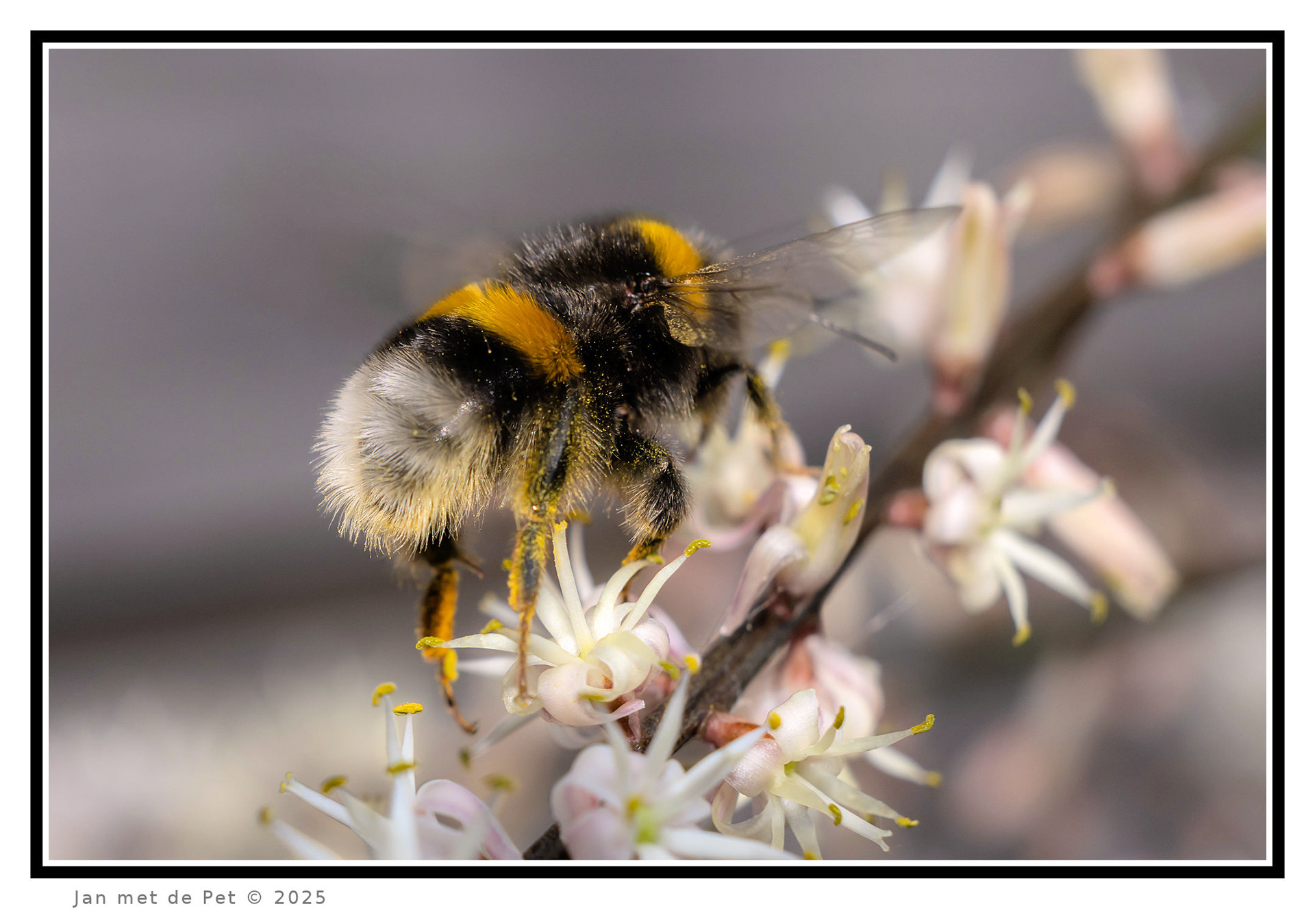 Hommel - 6 juni 2025