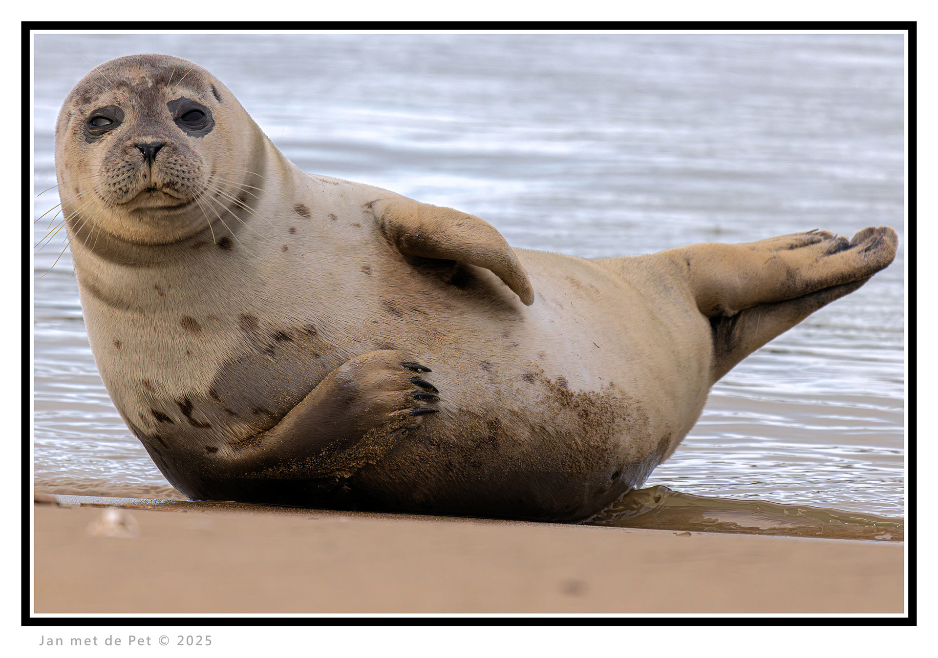 Gewone Zeehond - 12 januari 2025