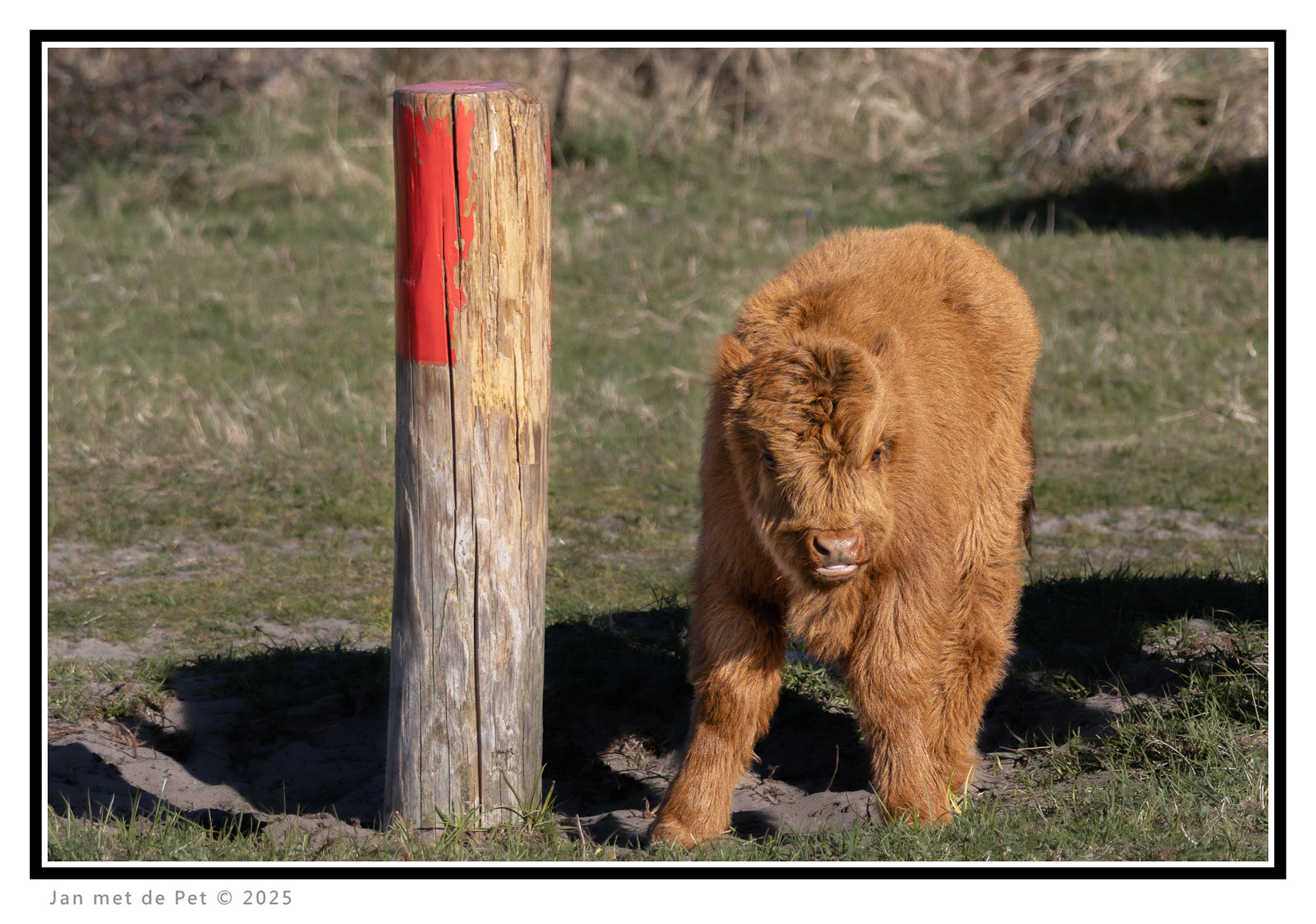 Schotse Hooglander - 6 april 2025