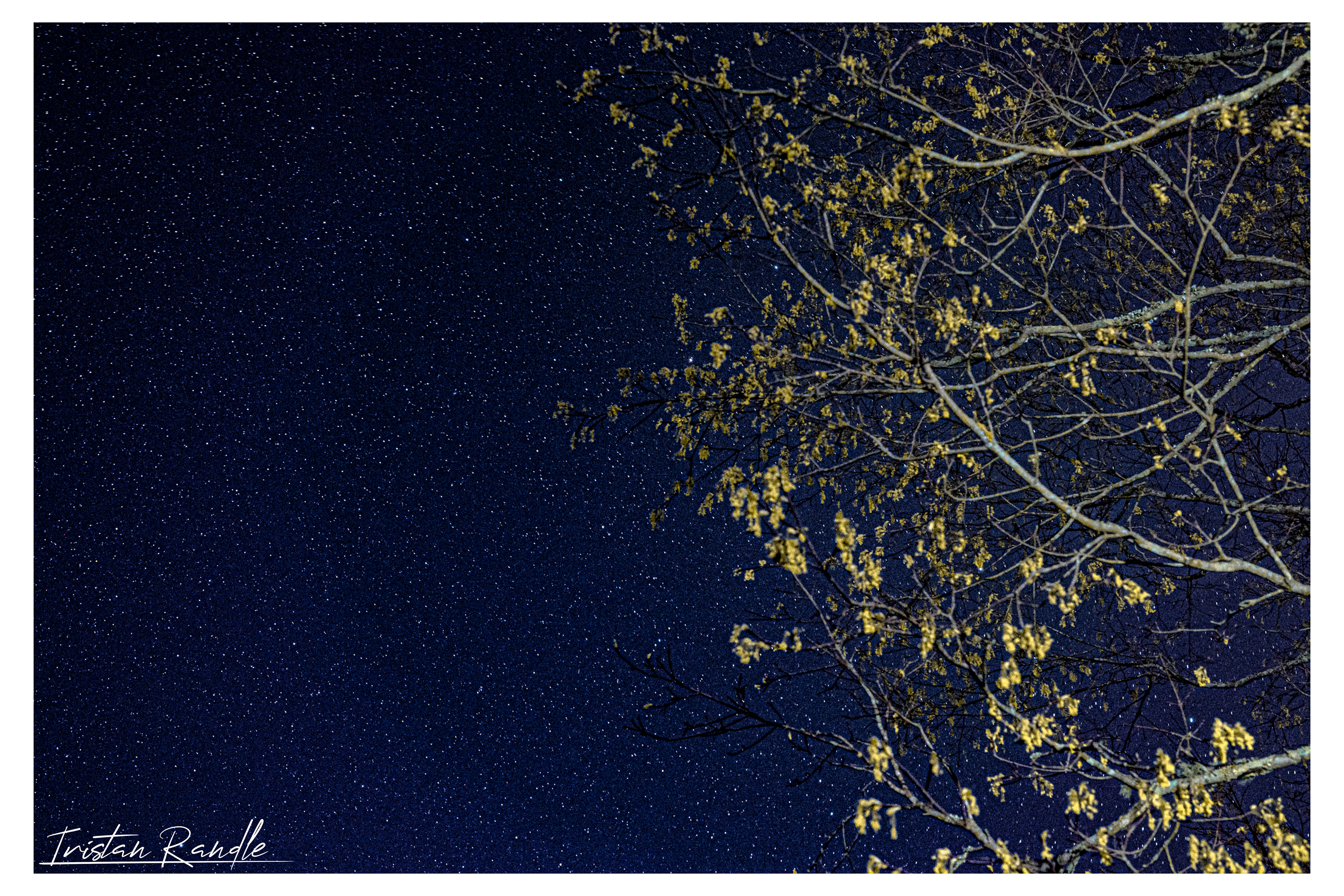 /Starliege/