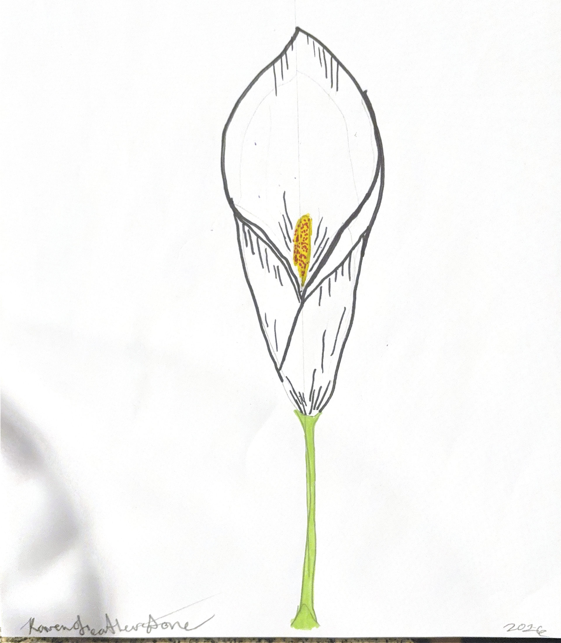 Calla Lily, 2026