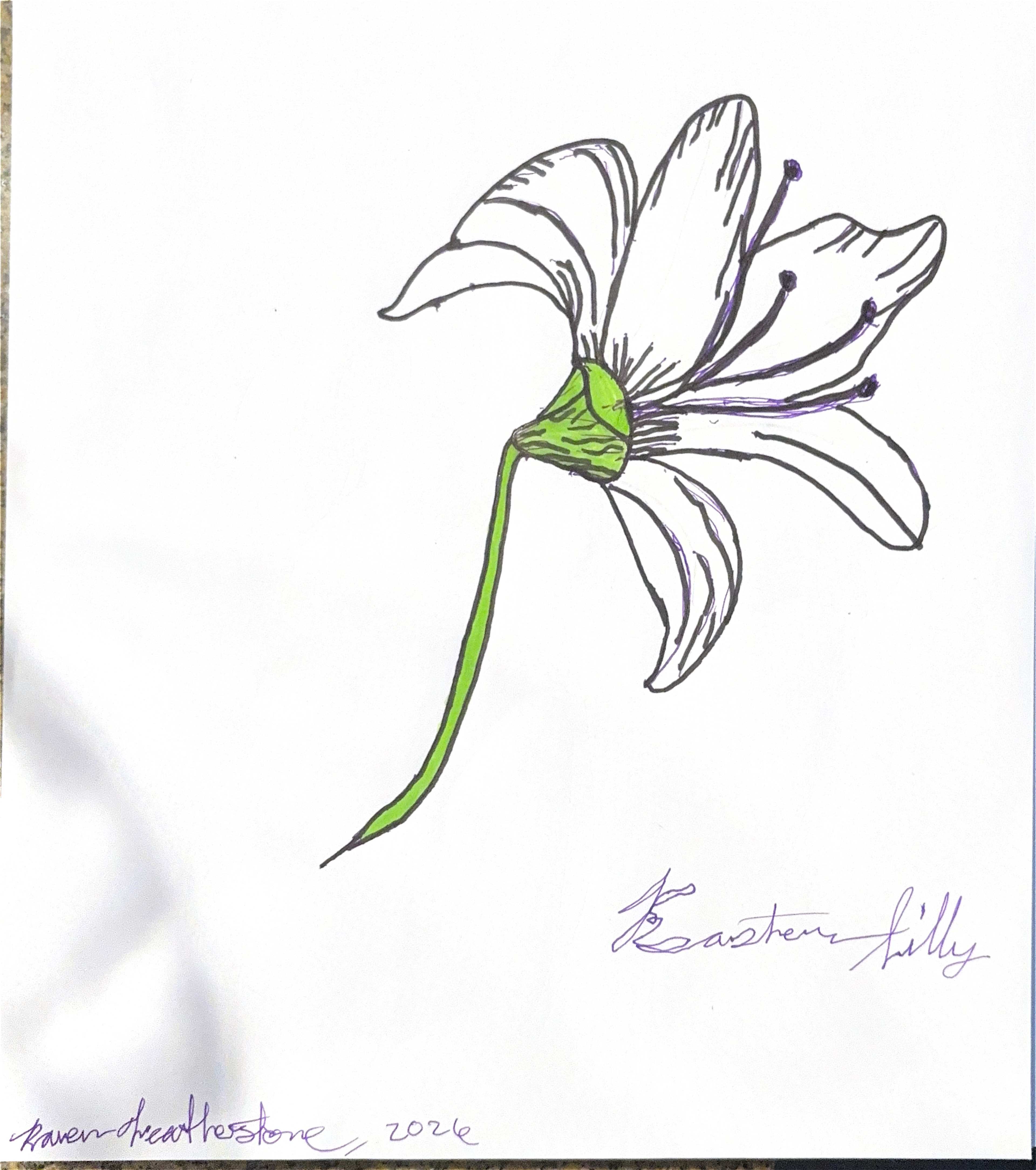 "Easter Lily" pencils and pens on paper, "8.5 x11", 2026
