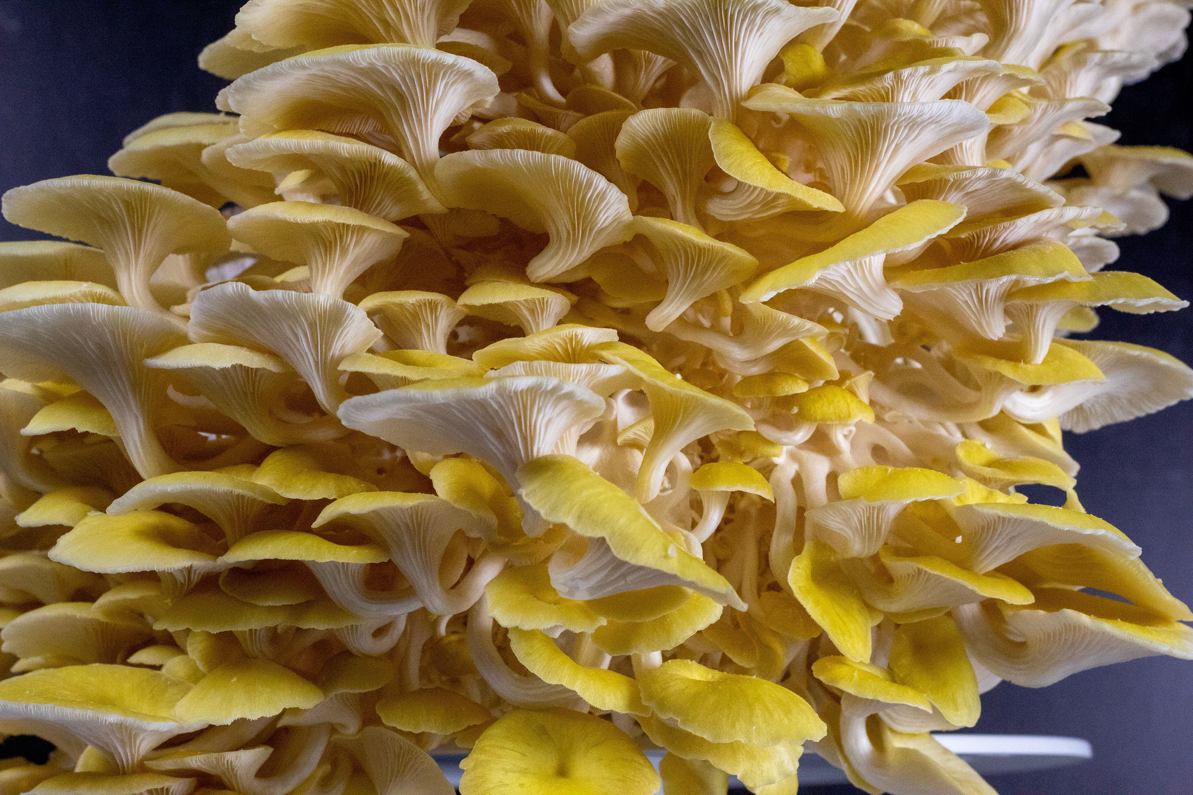 Photo of Golden Oyster Mushrooms