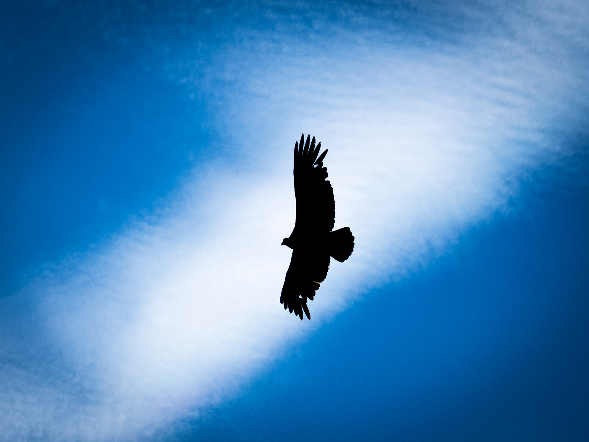 Condor andino - Refugio Rocca - Cerro Tronador -