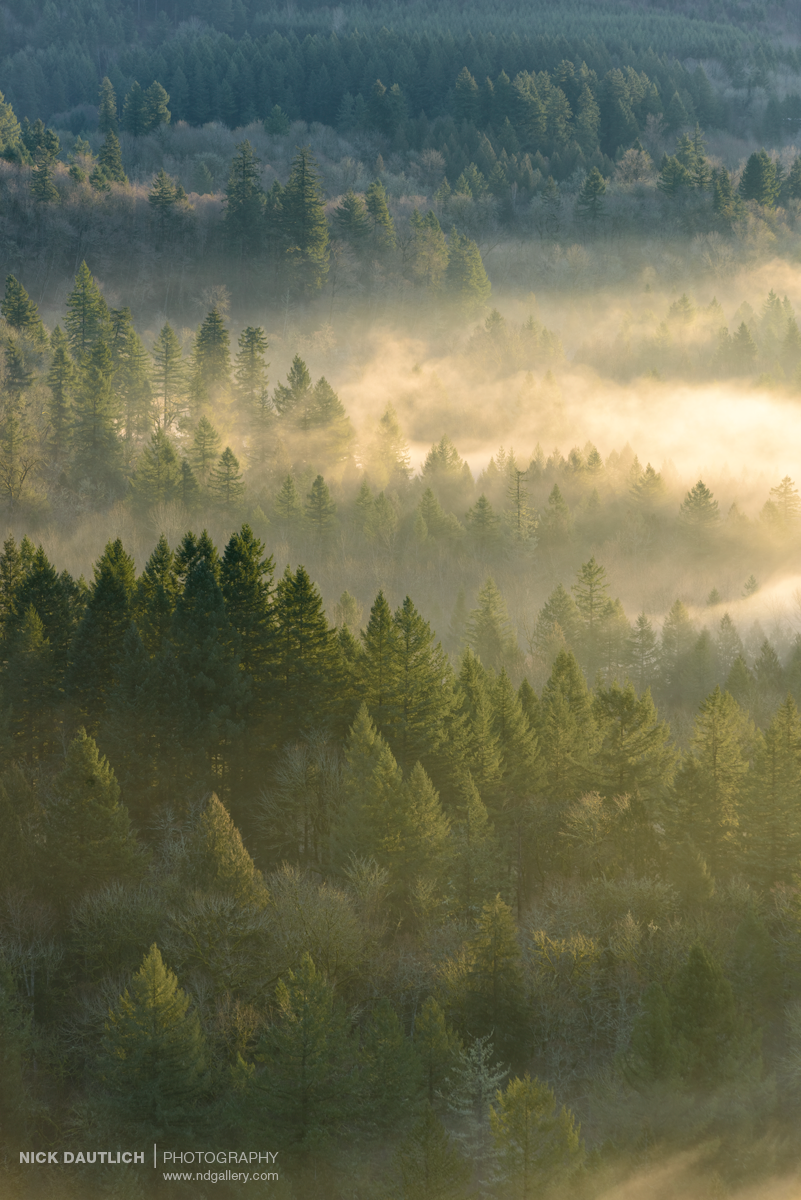 dense fog shrouds thick evergreen forest in this landscape photo