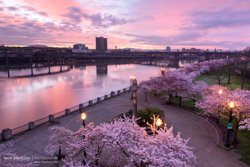 Pink skies blend with pink cherry blossoms in Portland Oregon