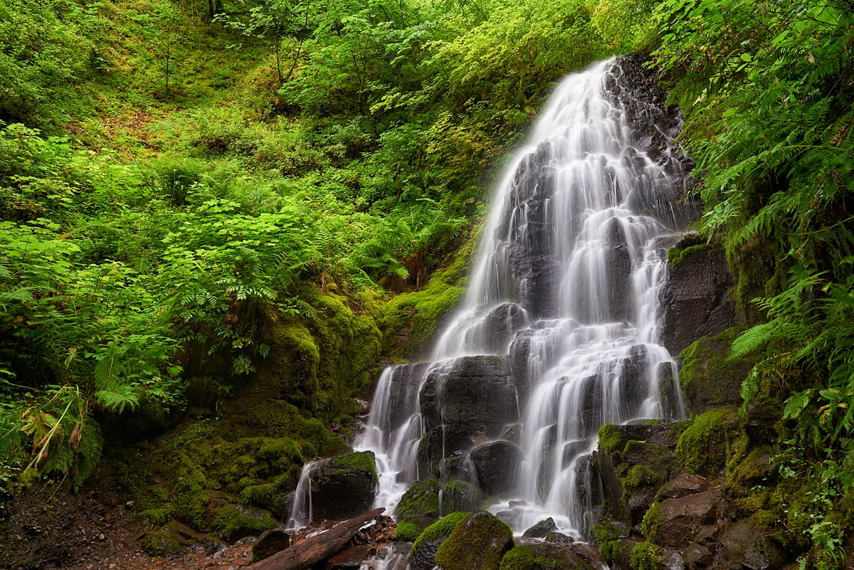 Lush green spring growth with waterfall flowing through undergrowth