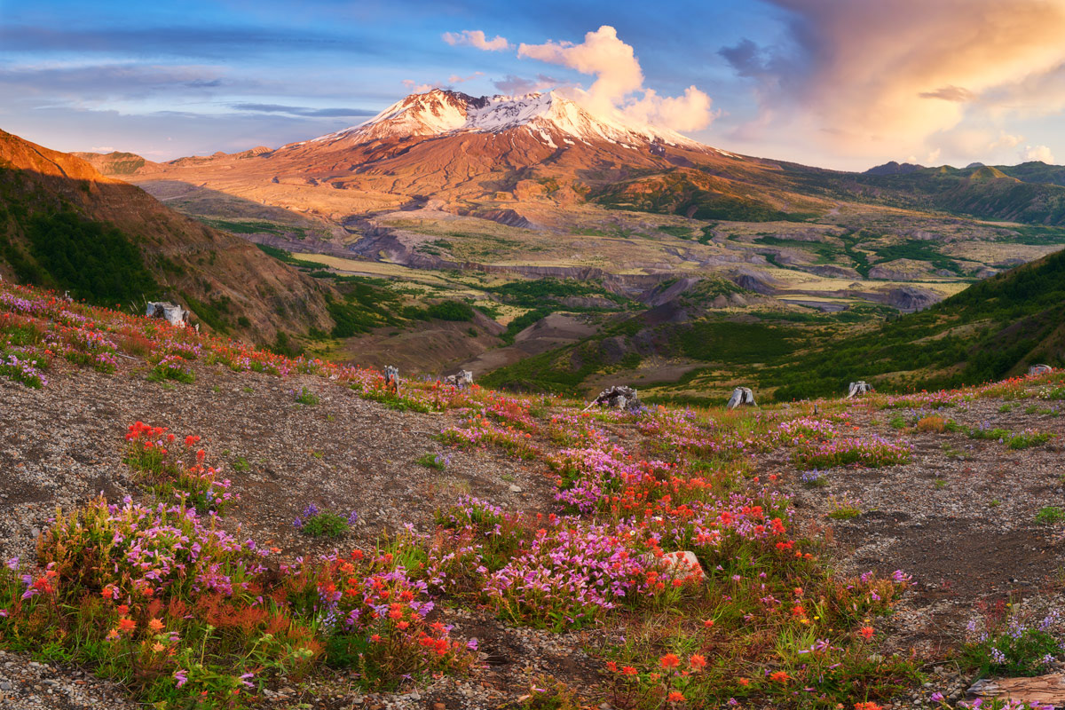 Volcano St Helens in Washington glows at sunset with wildflowers below