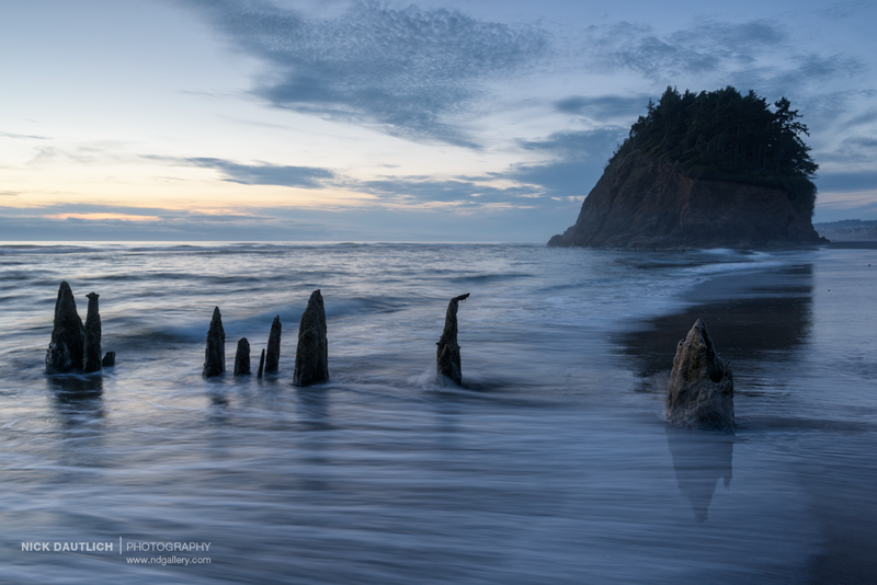 Sea stacks and petrified trees at the beach in Oregon