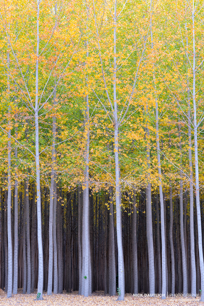 Poplar trees in autumn standing straight and tall during evening light