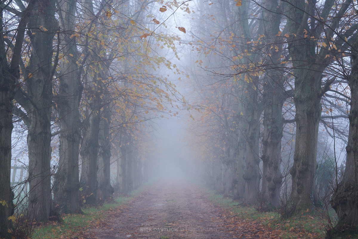 Dark tree avenue with last autumn colours