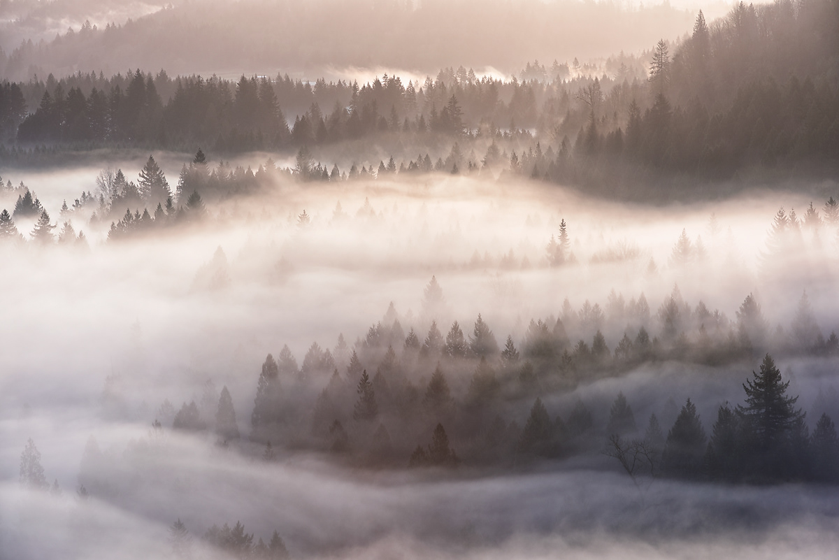 Monochromatic image of deep forest with fog at sunrise