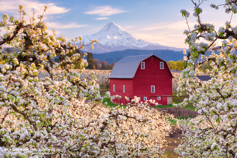 Gorgeous sunset in Oregon orchard with red barn and mountain backdrop